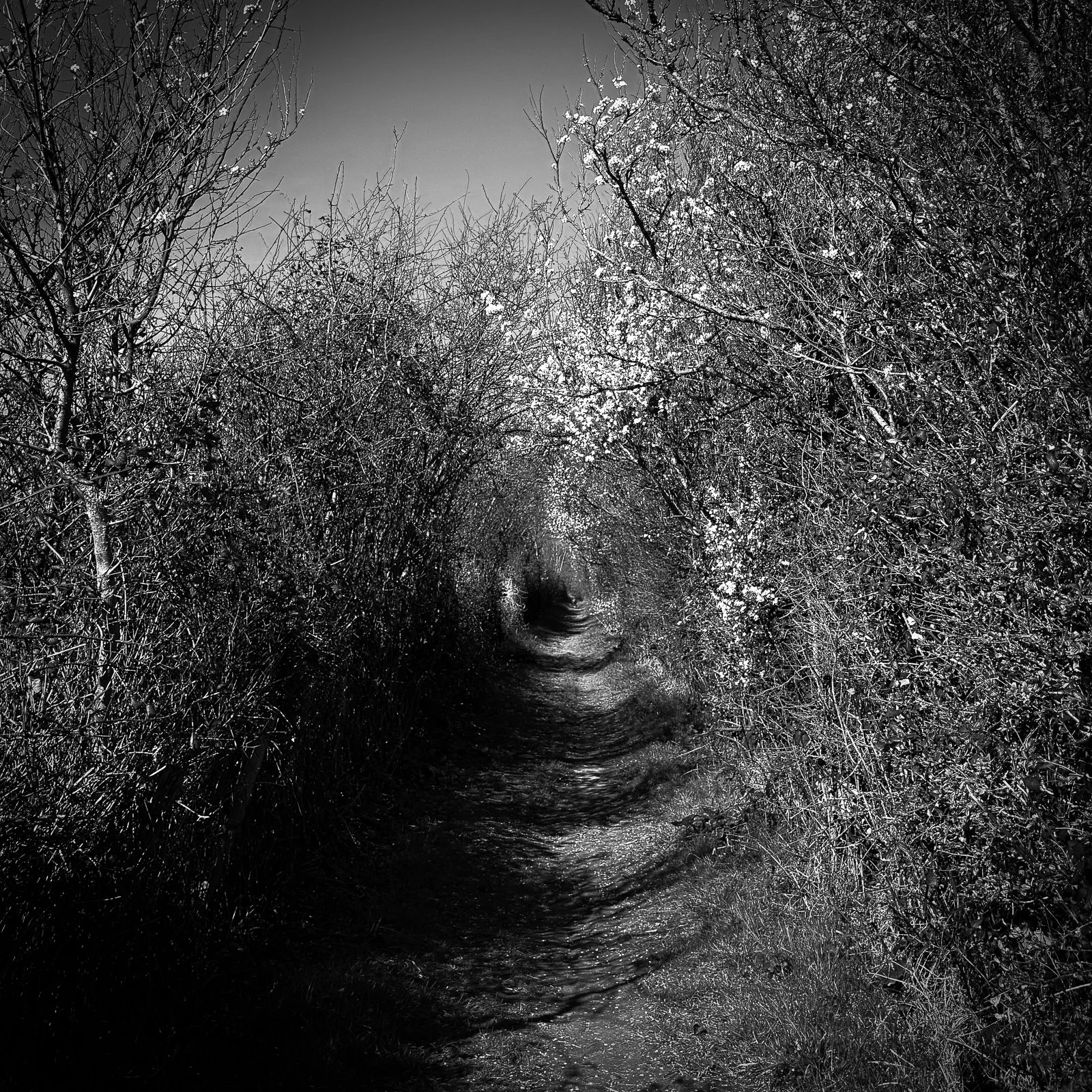 GG web images SD-1.jpg