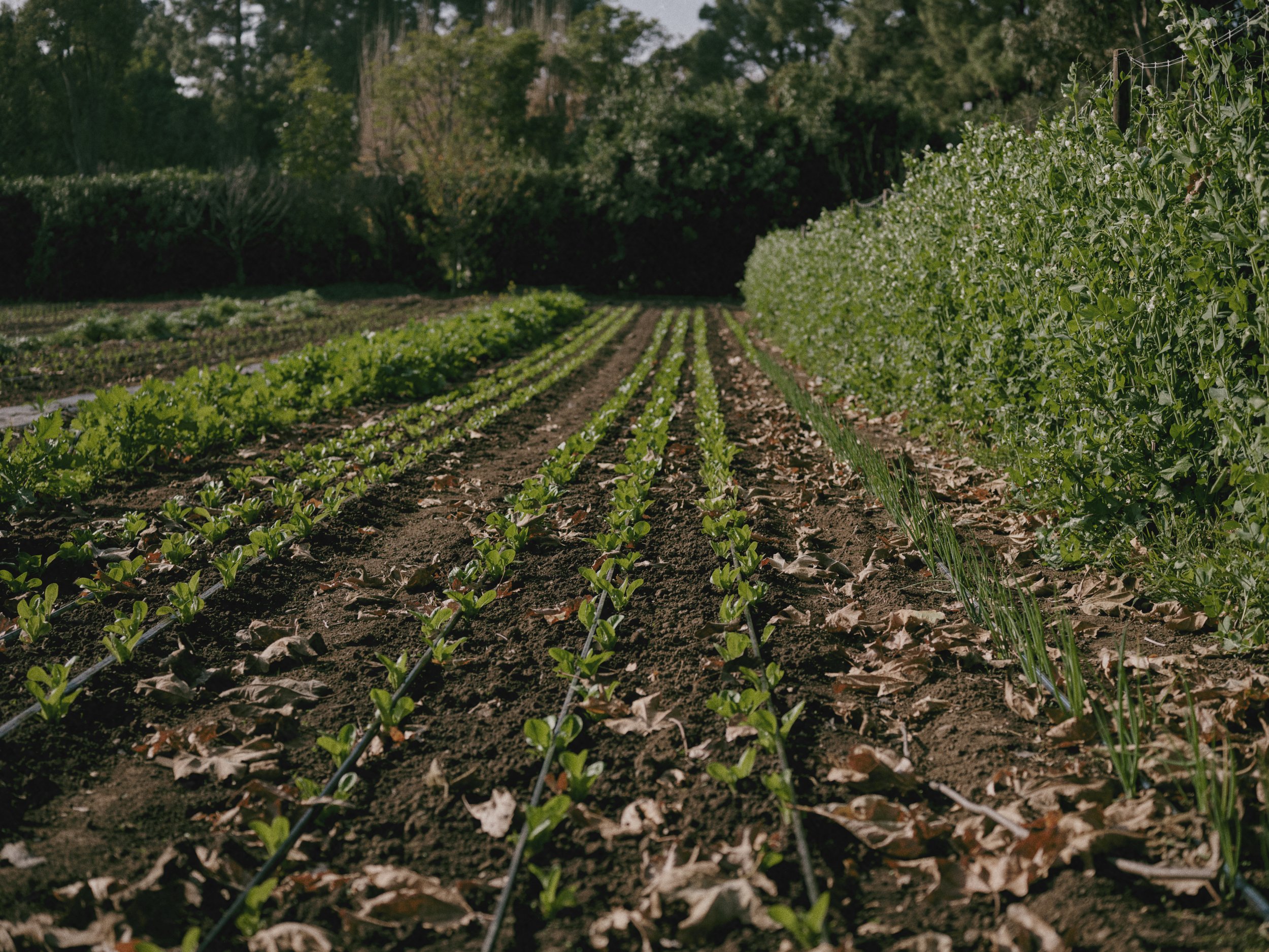 Regenerative Cotton