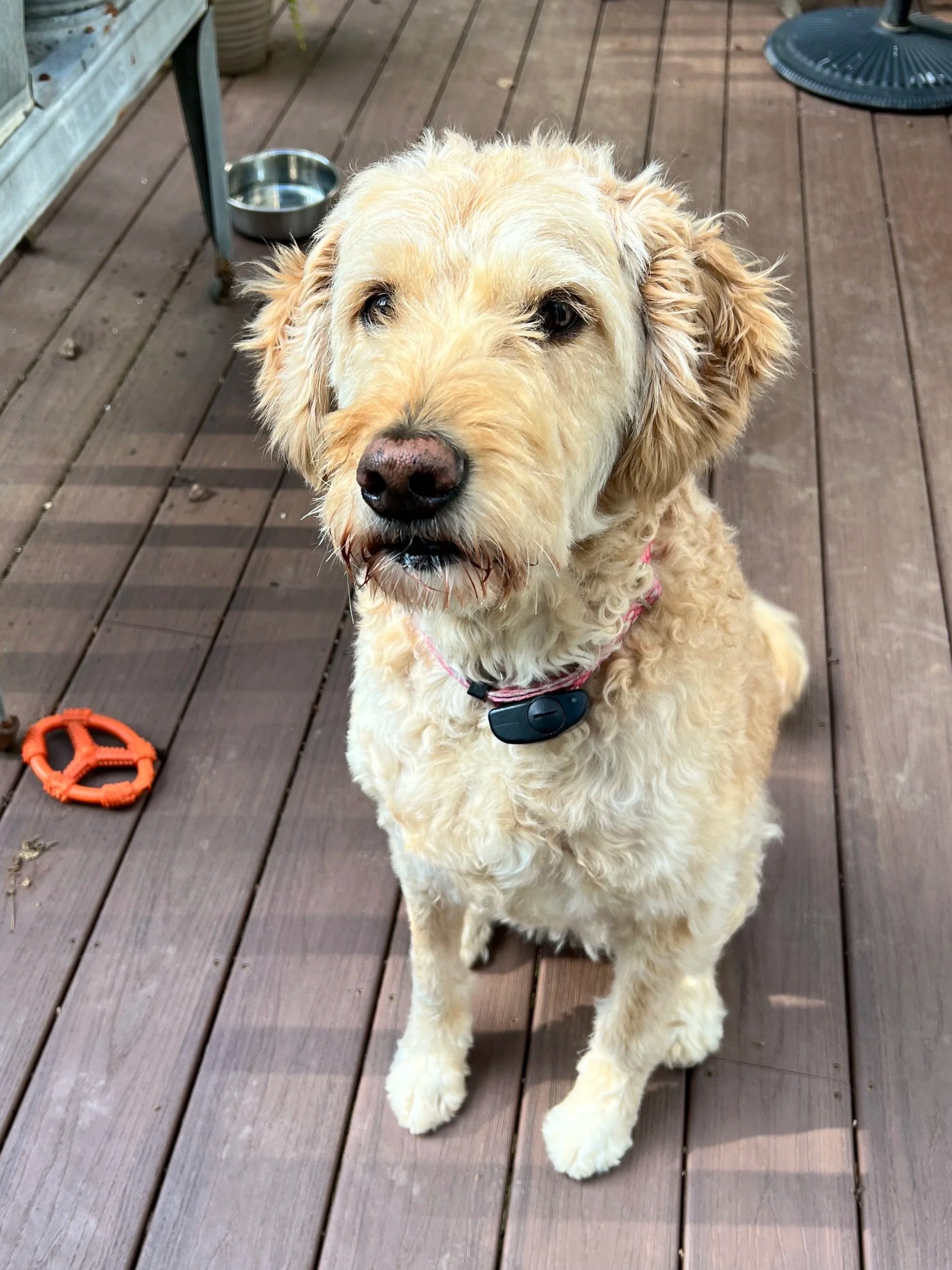 The sweetest studio buddy 