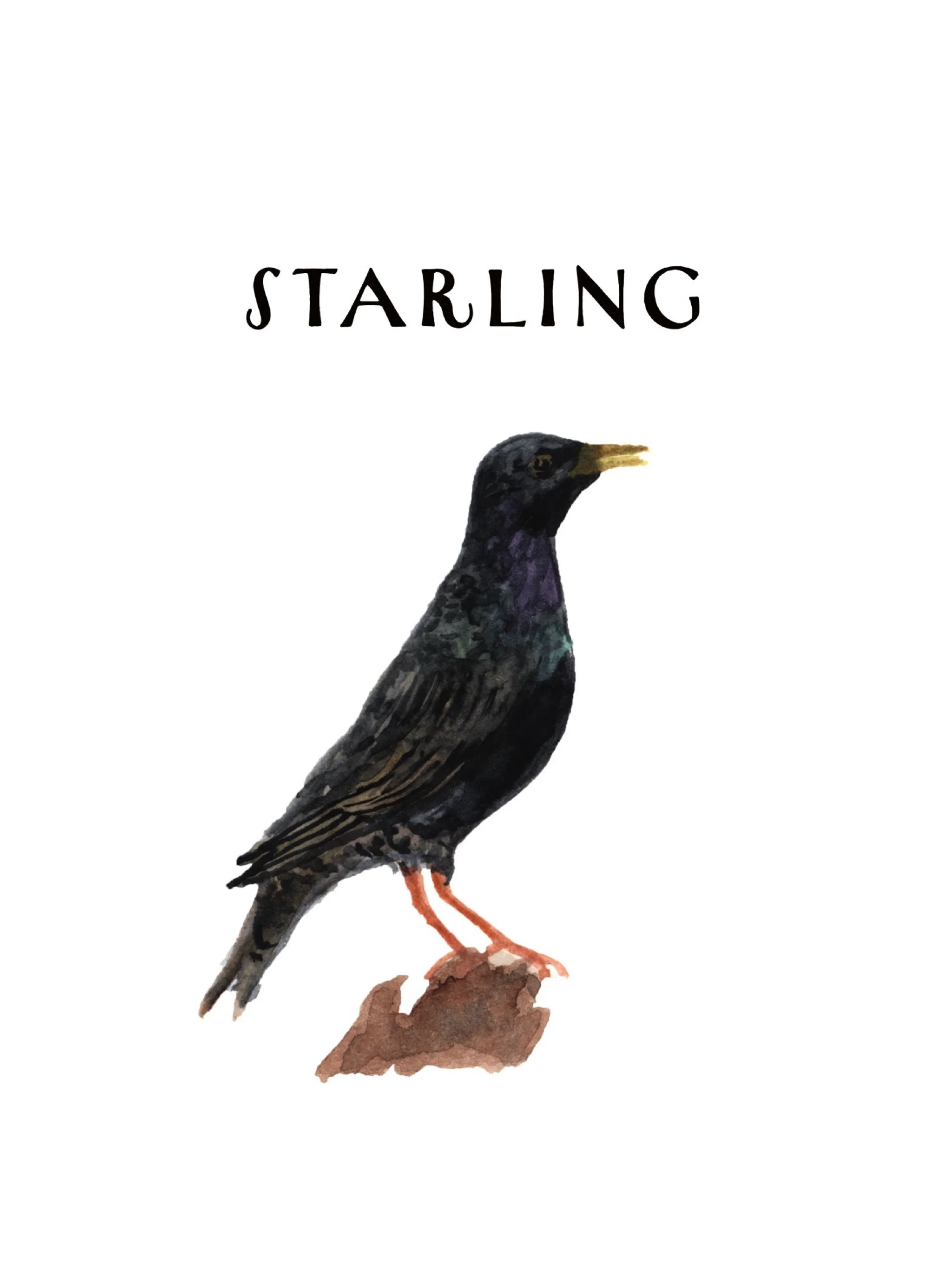 Watercolor illustration of a starling bird standing on a rock with the word 'STARLING' above it.