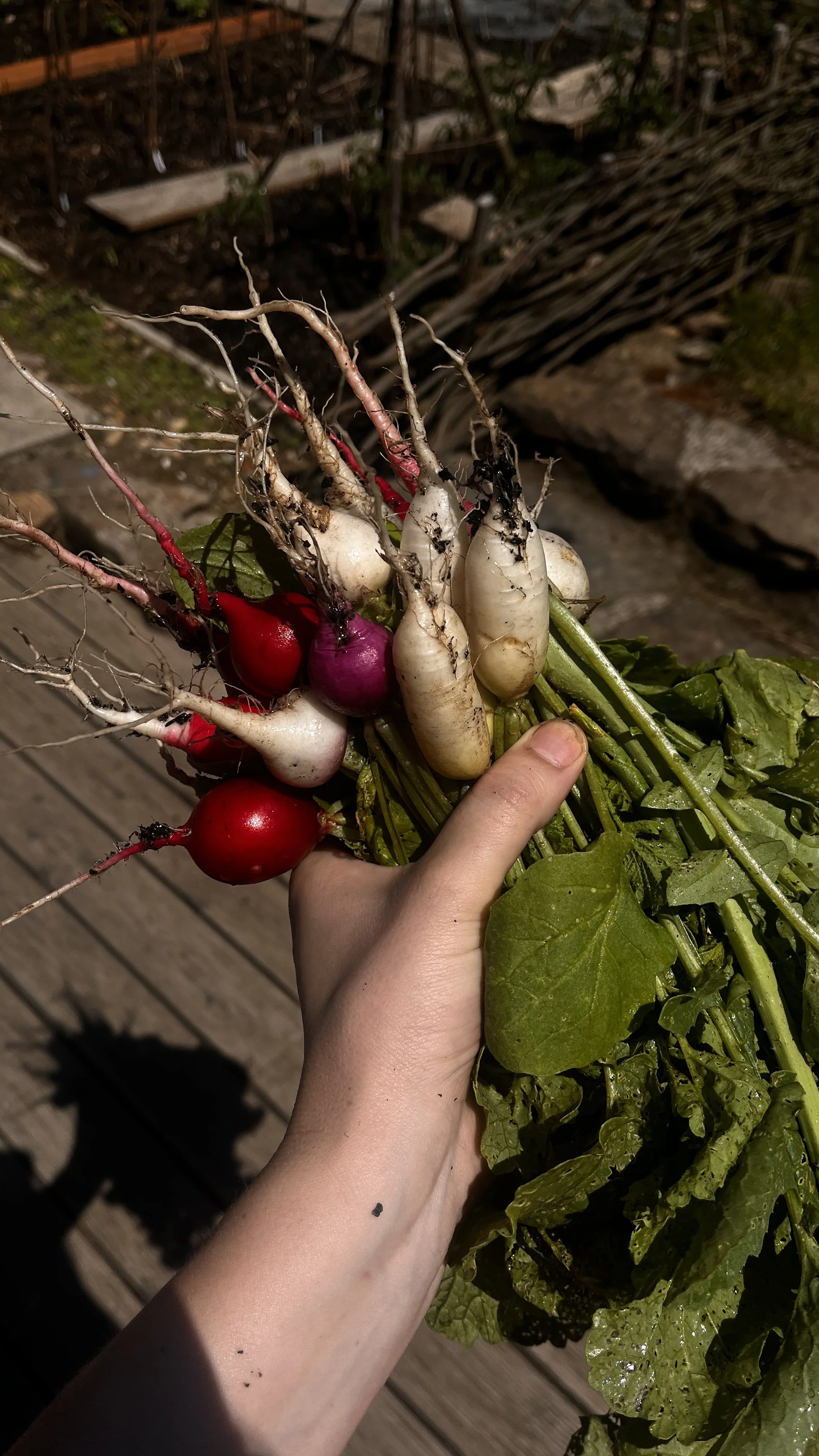 Hand holding freshly harvested radishes of different colors and sizes, with some dirt on their roots, outdoors on a wooden deck.