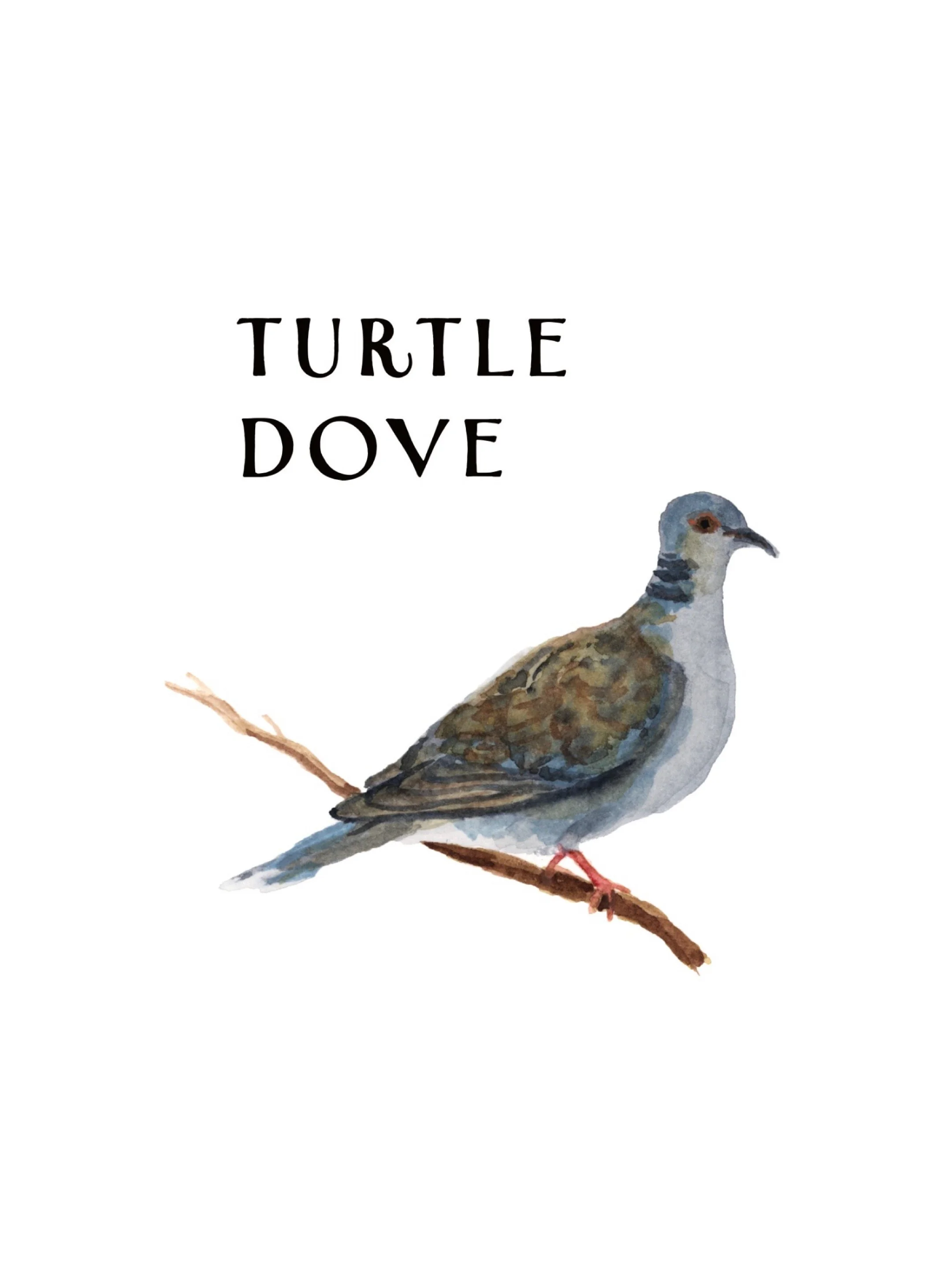 Watercolor illustration of a dove perched on a branch with the words 'TURTLE DOVE' written above it.