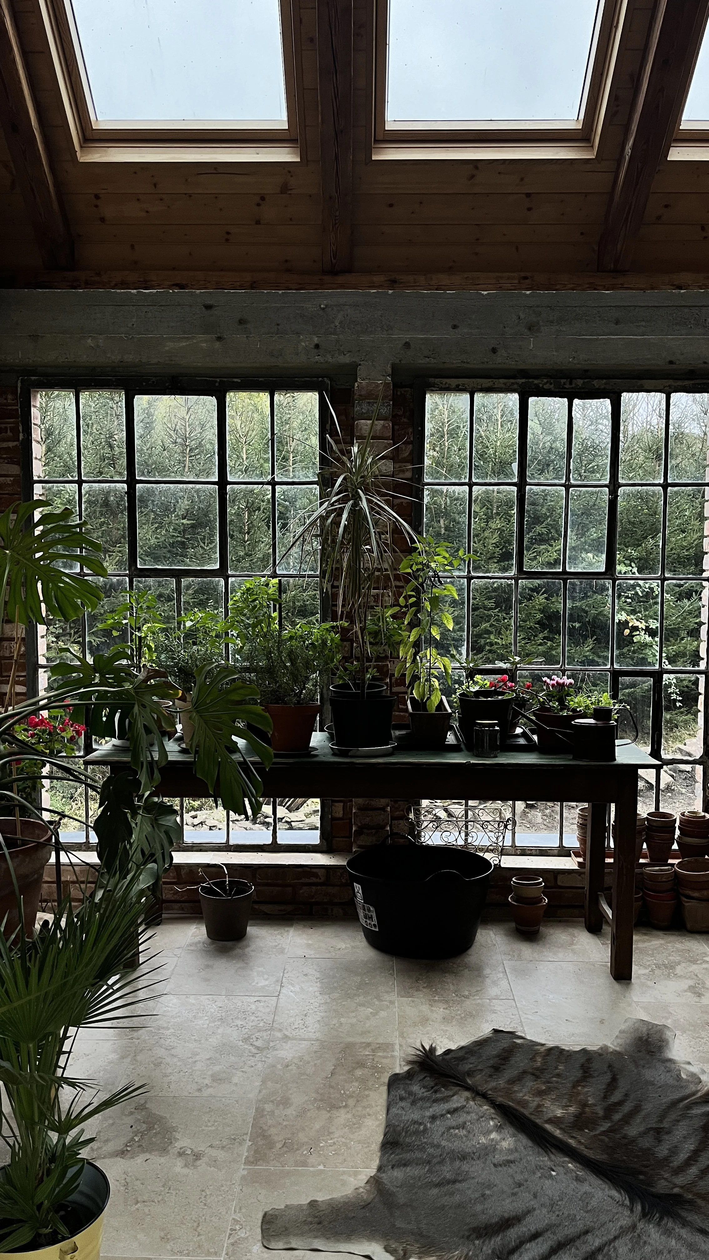 Indoor space with large windows showing green trees outside, wooden ceiling with skylights, various potted plants on a table and floor, fur rug on tiled floor.