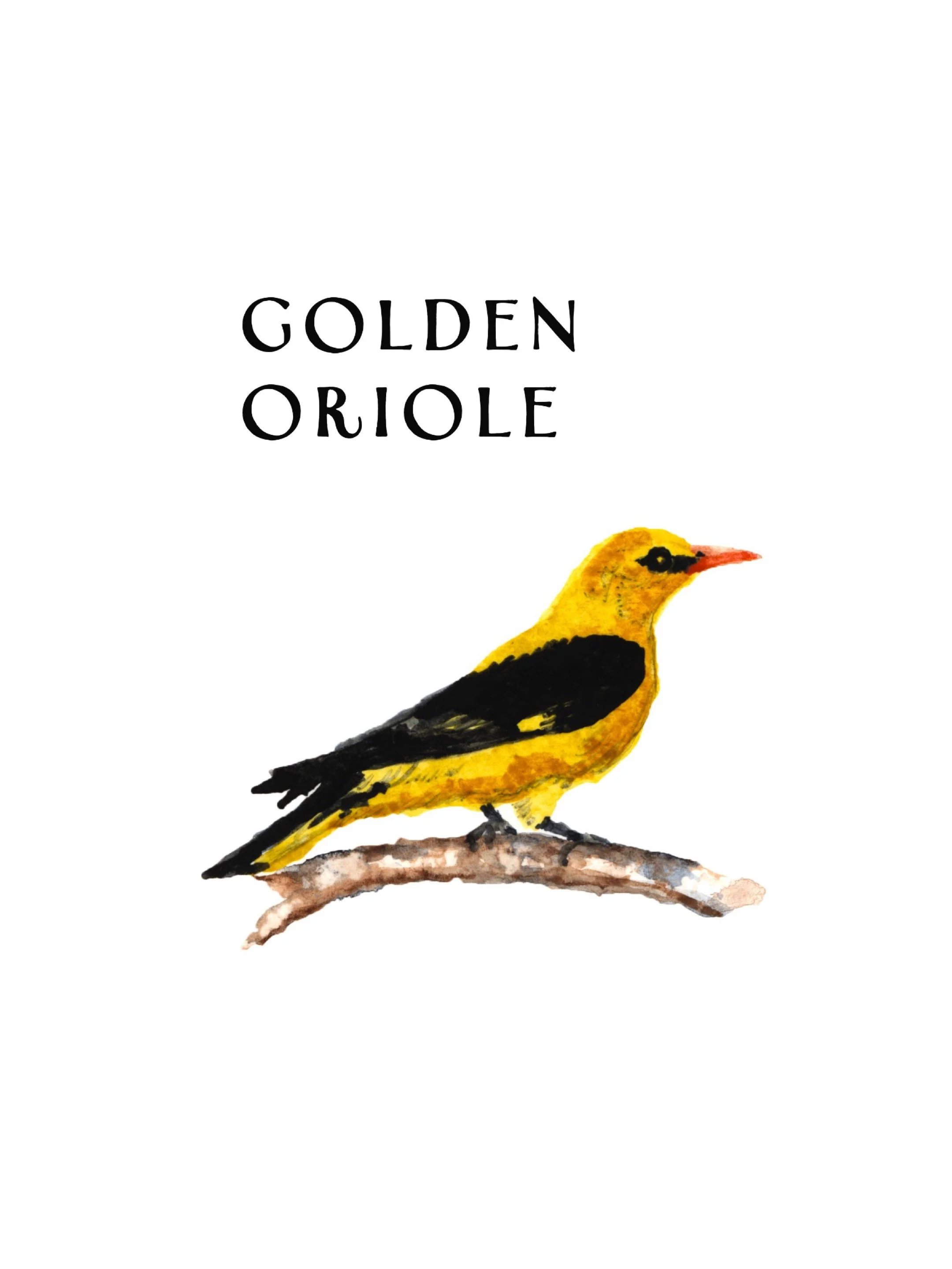 Illustration of a yellow and black bird perched on a branch with text 'Golden Oriole' above it.