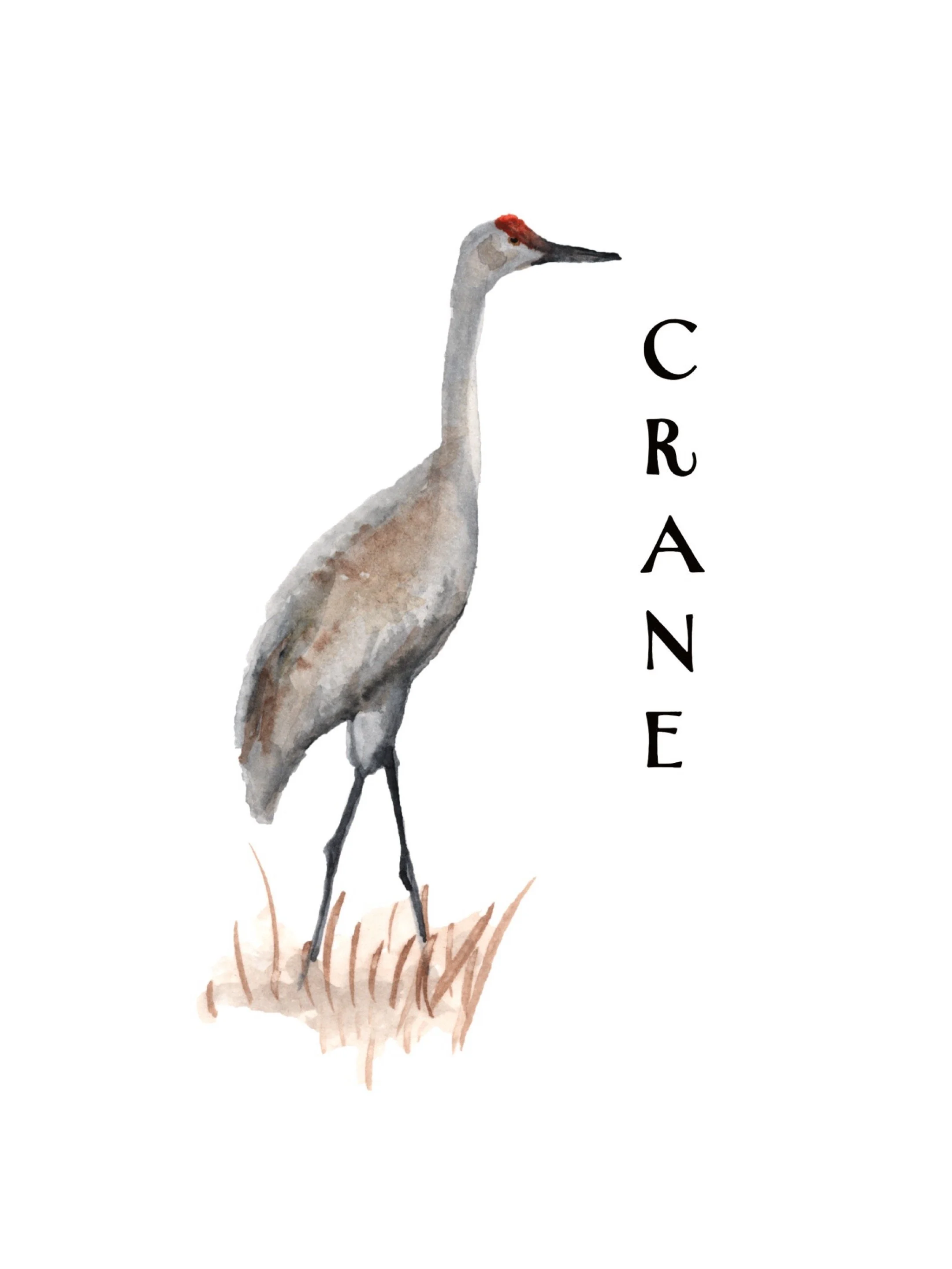 Watercolor illustration of a crane standing on grass with the word 'CRANE' written vertically beside it.