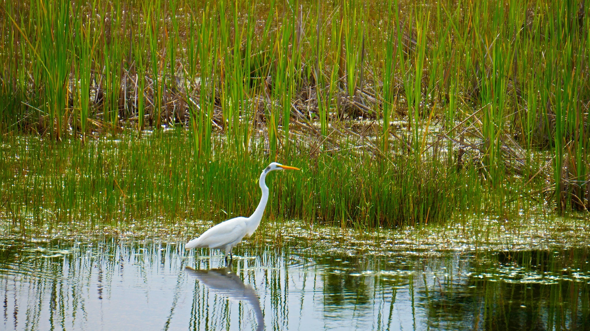 A white heron wading in calm water with tall green reeds and marsh plants in the background.