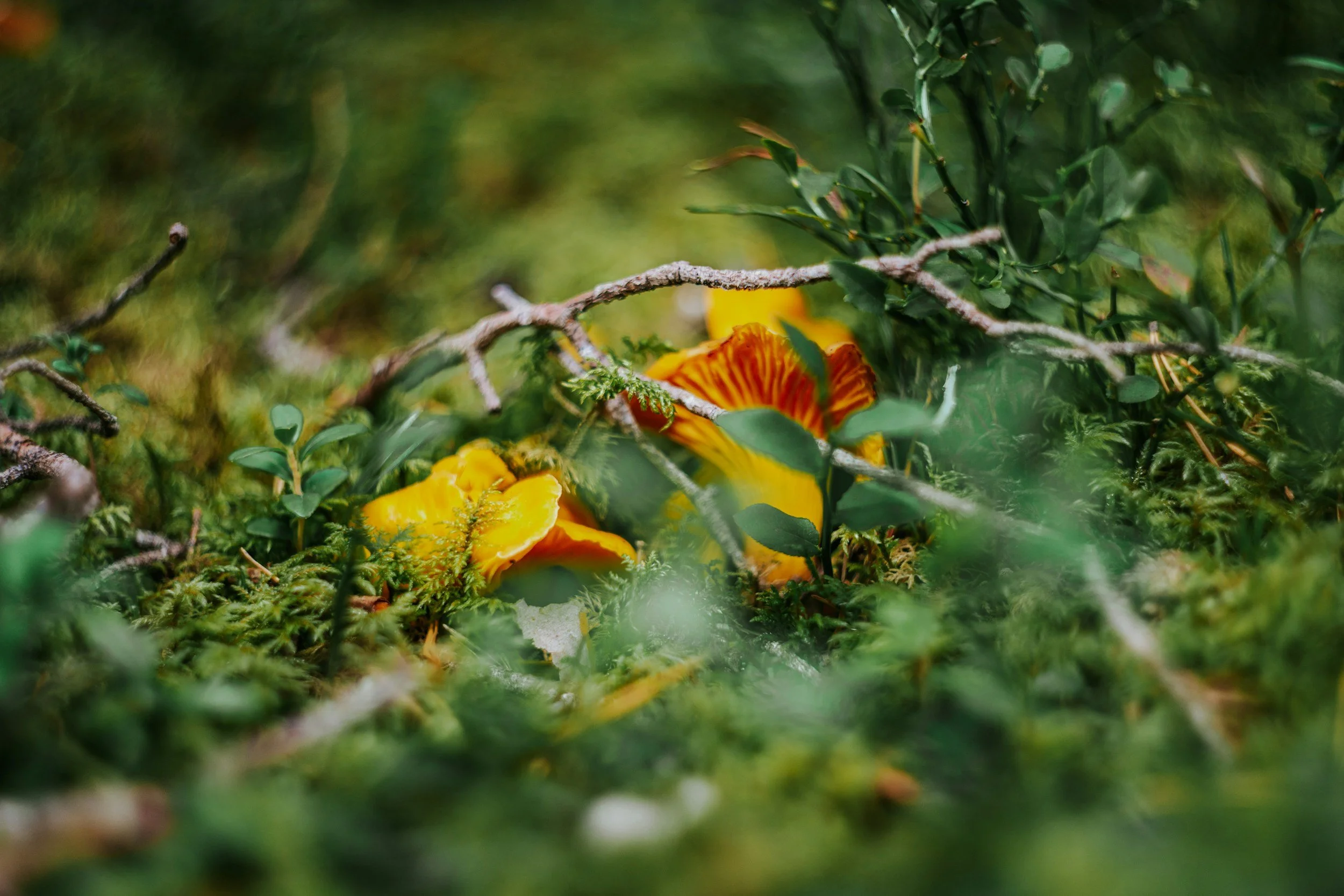 chanterelle mushrooms in the woods