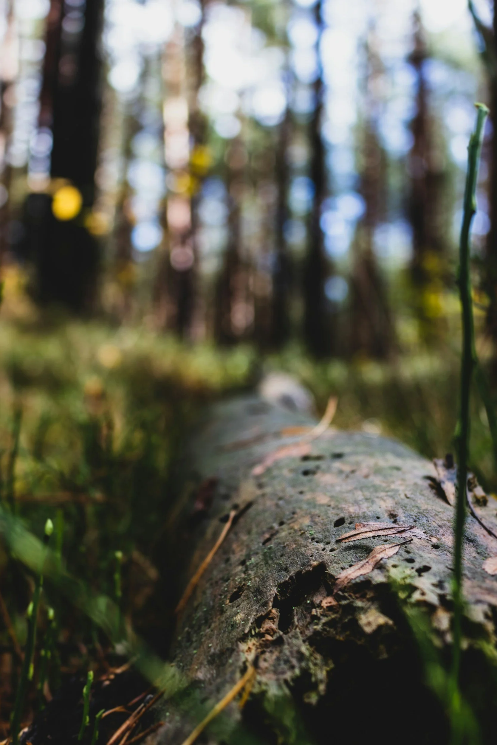 a decaying log offering shelter to forest creatures