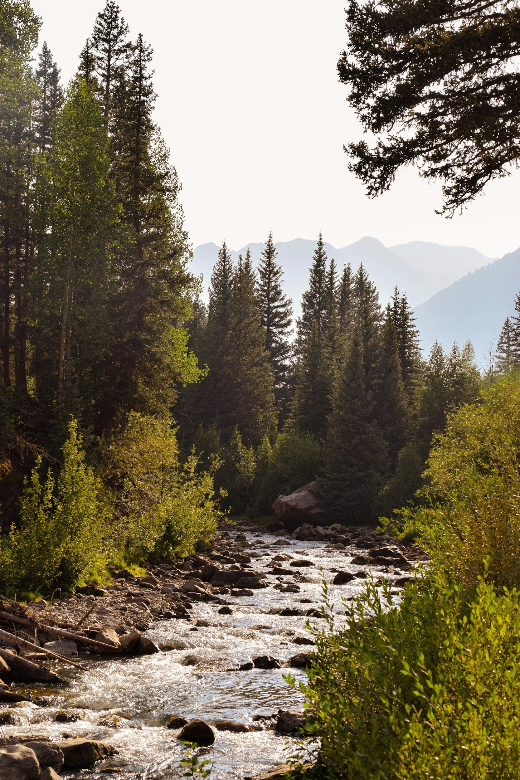 A forested river with tall pine trees on both sides and mountains in the background under a partly cloudy sky.