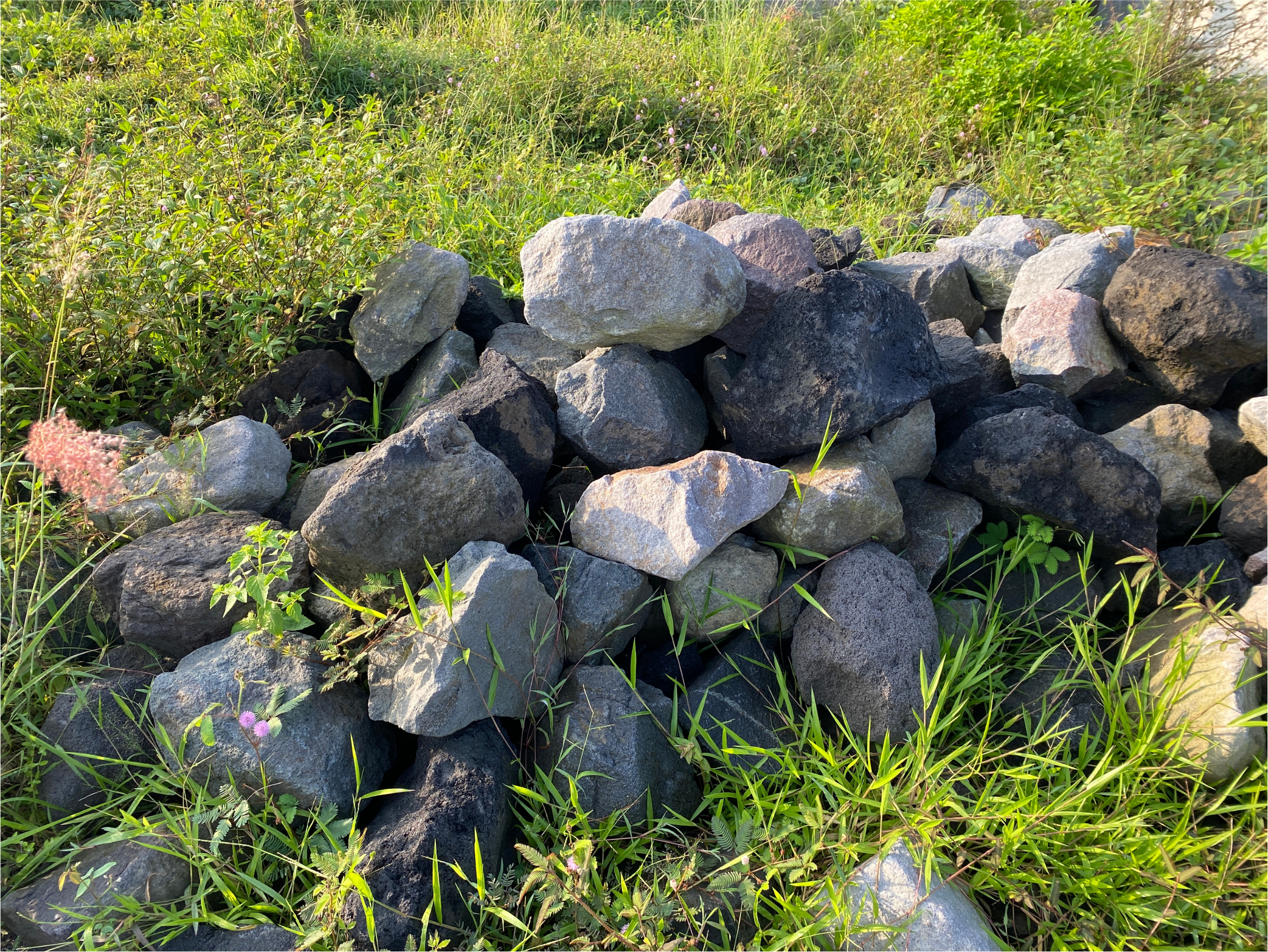 a small rock wall offering shelter to forest creatures