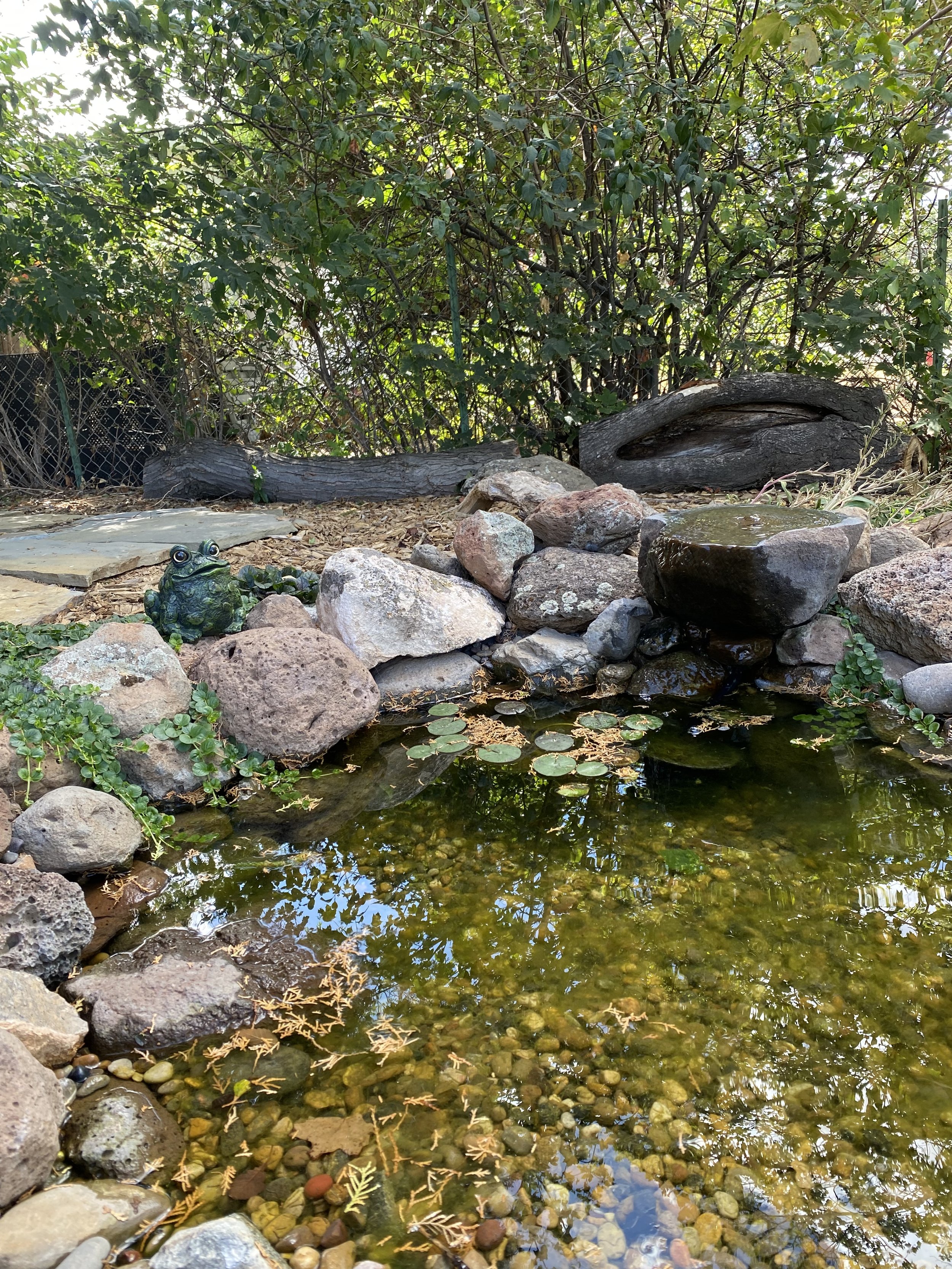 a small garden pond