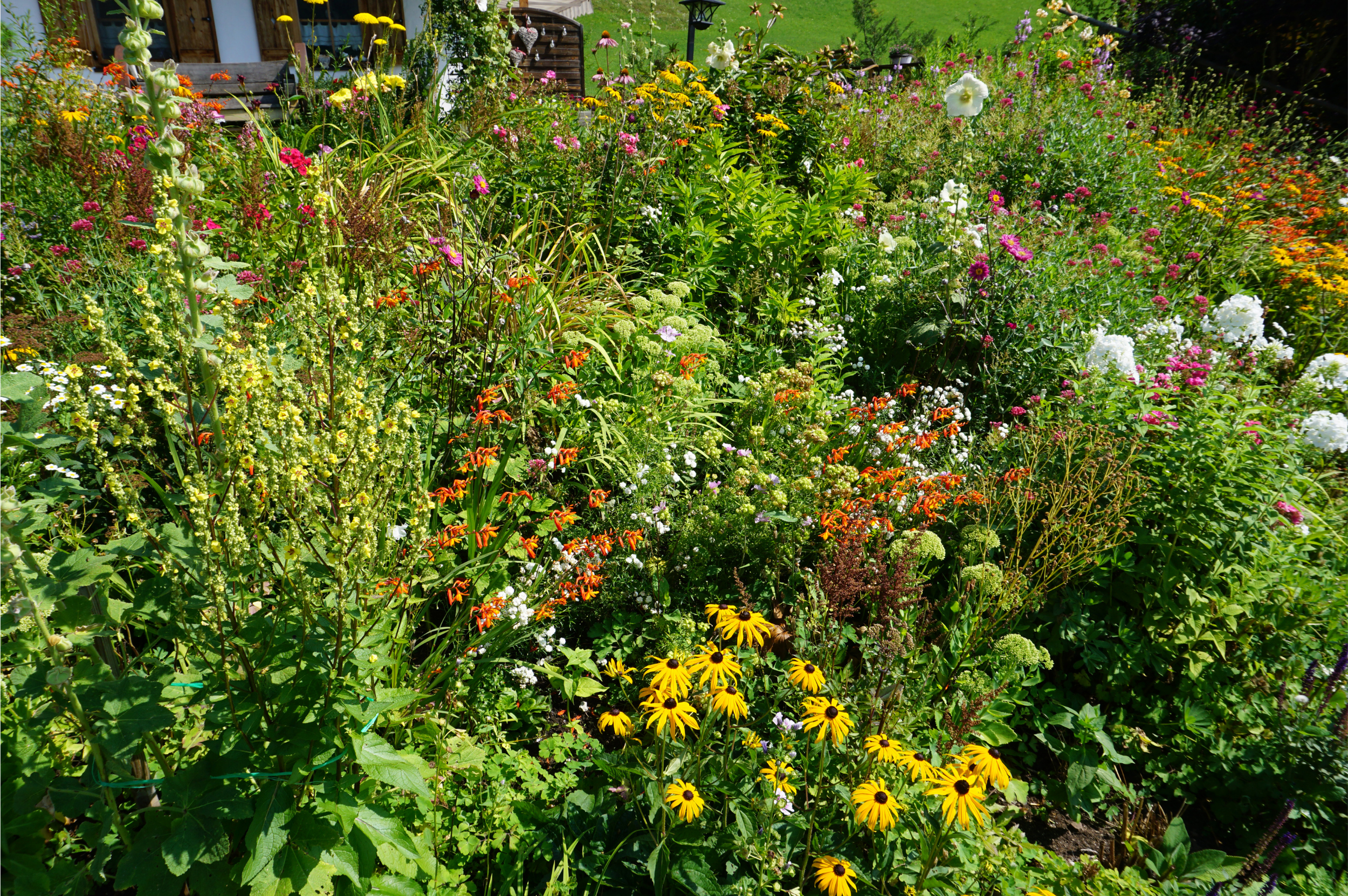 a pollinator garden