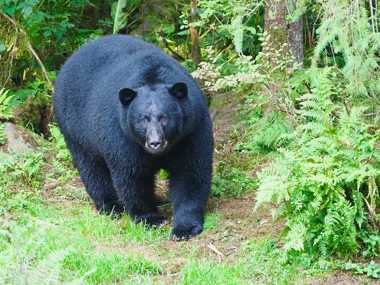 Why Women Choose the Bear: The Science and History Behind Toxic Masculinity and the Path to Integration