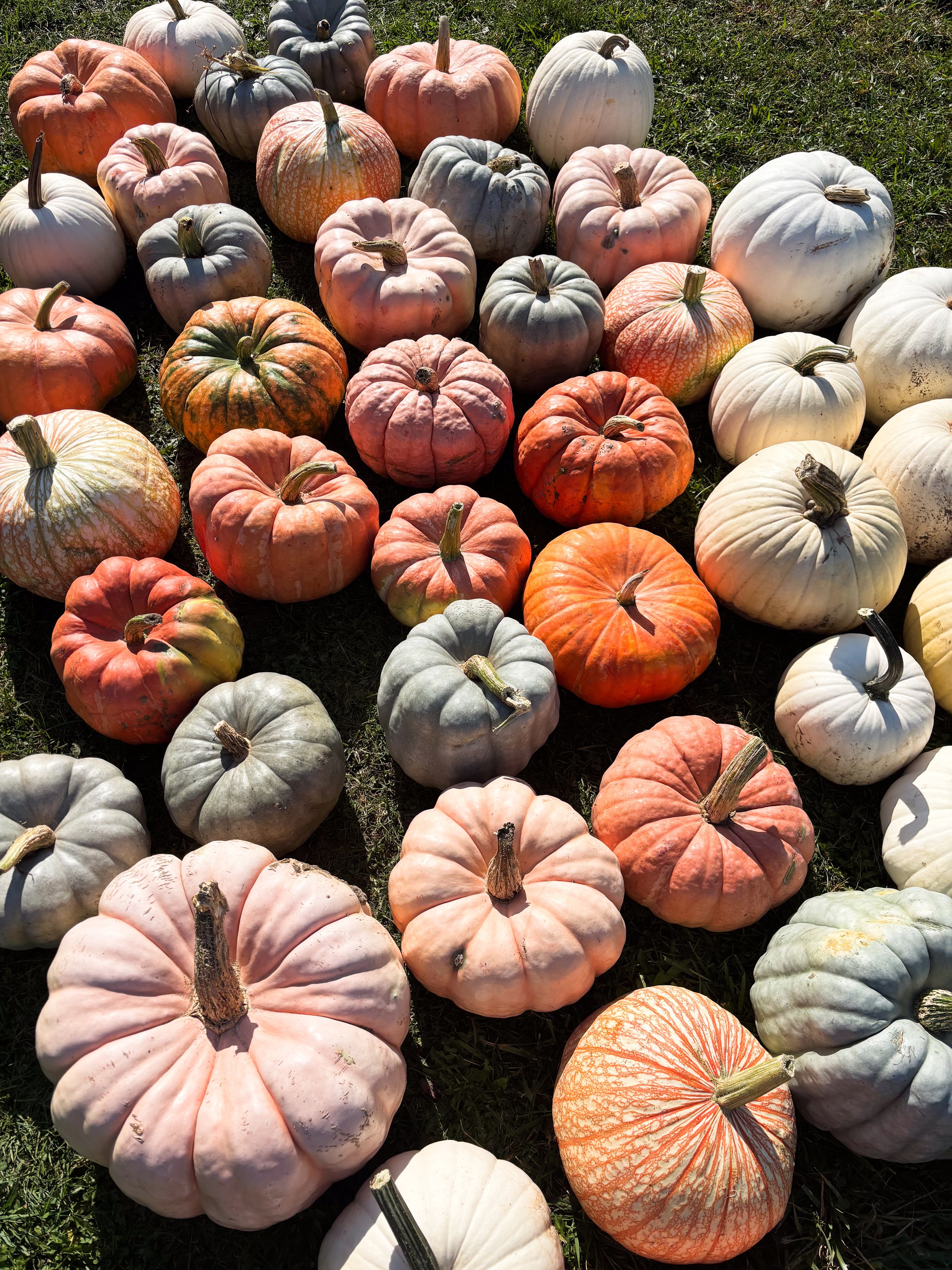 LOTS OF PUMPKINS.jpg