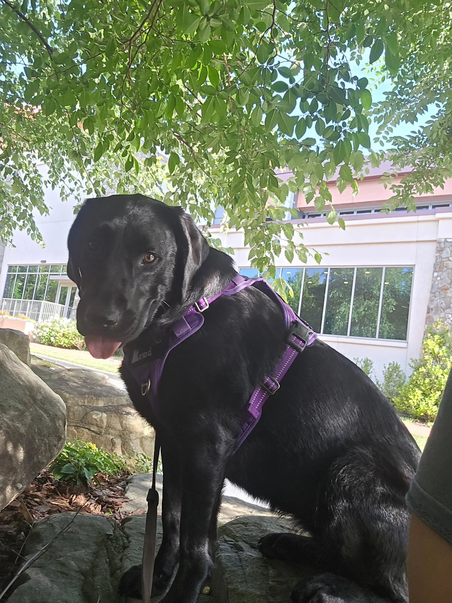 Kona the Facility Dog