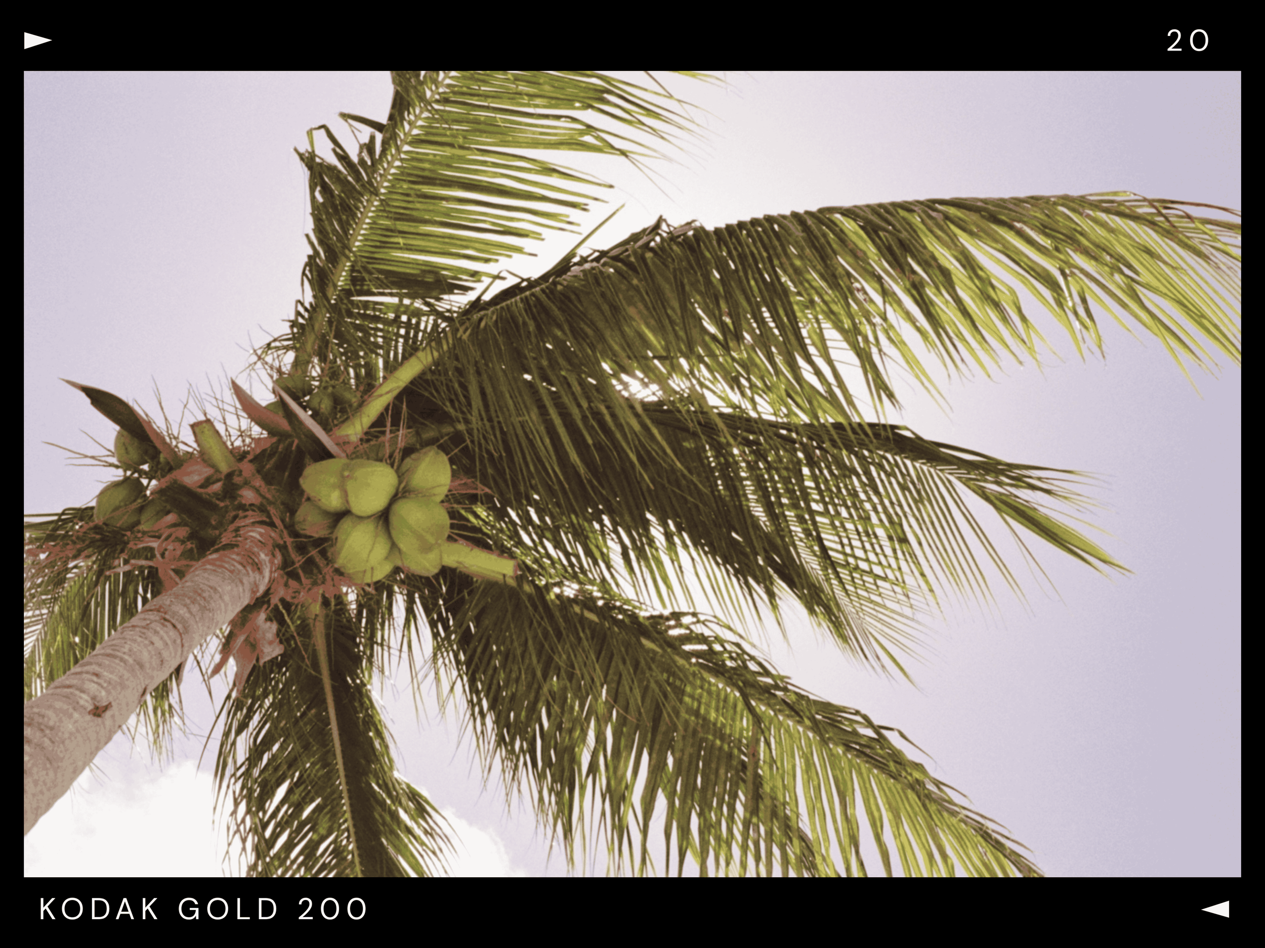 A tall coconut palm tree with green coconuts and long fronds against a light sky.