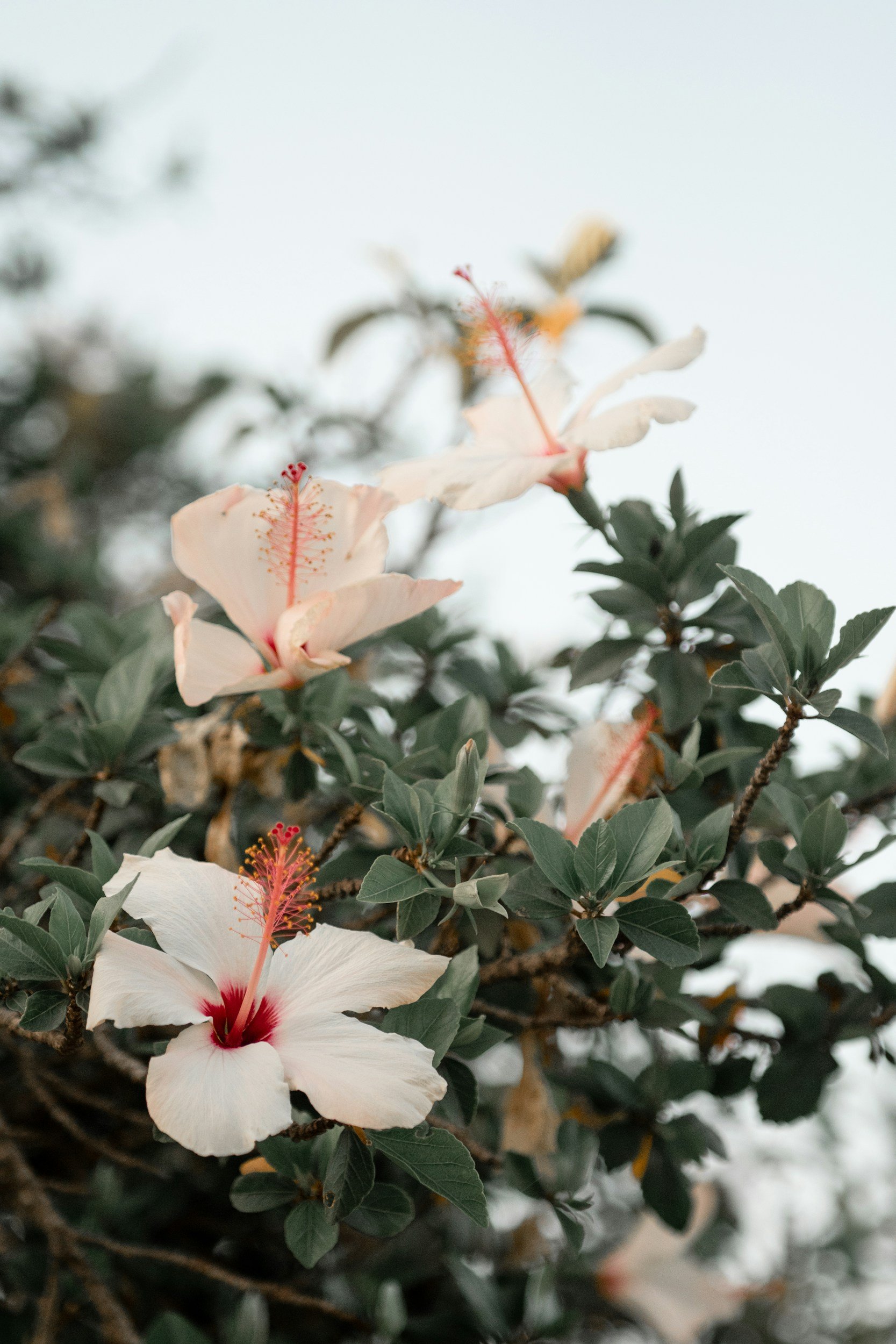 Close-up of pink and white hibiscus flowers on a bush with dark green leaves against a clear sky.