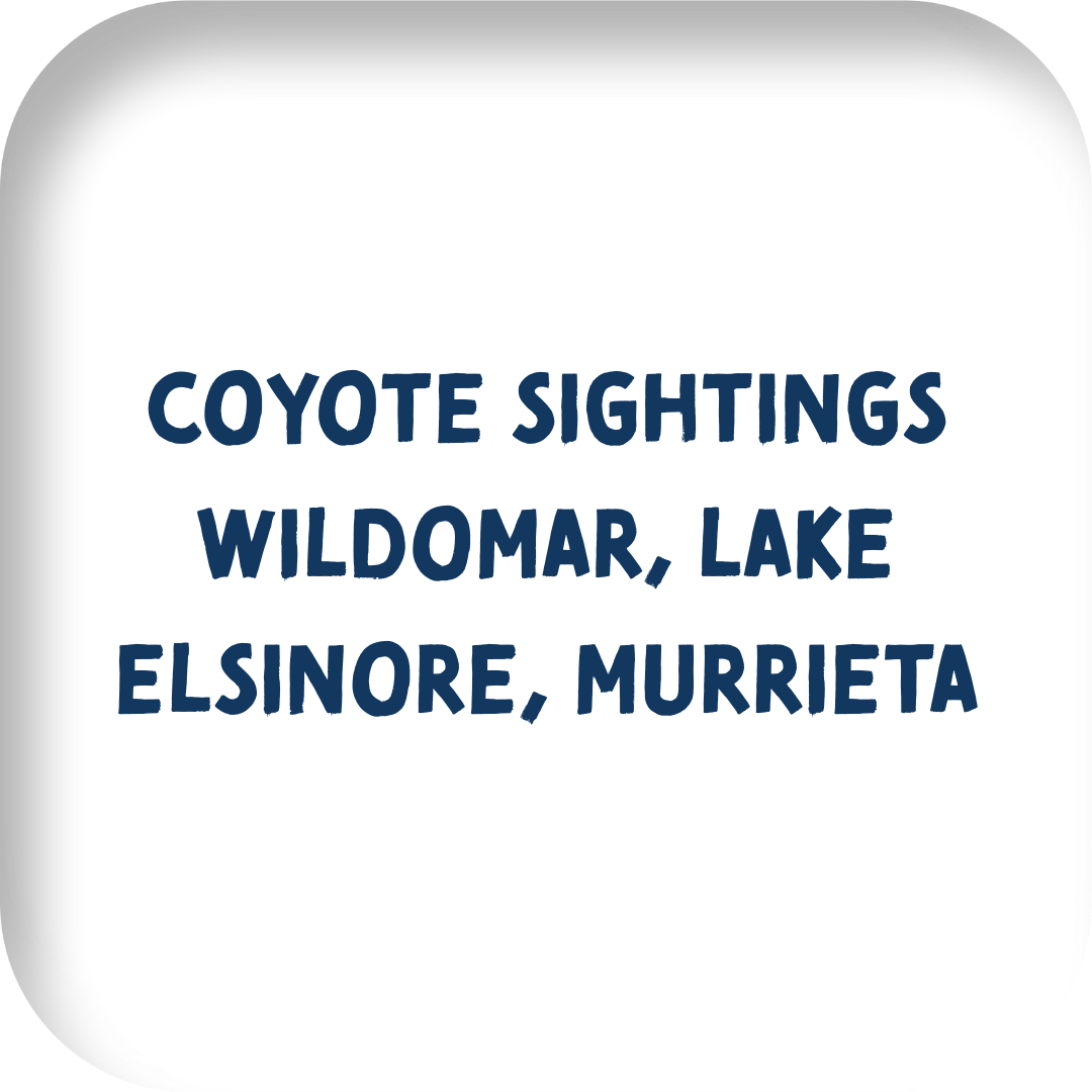 coyote sightings wildomar, Lake Elsinore, and murrieta