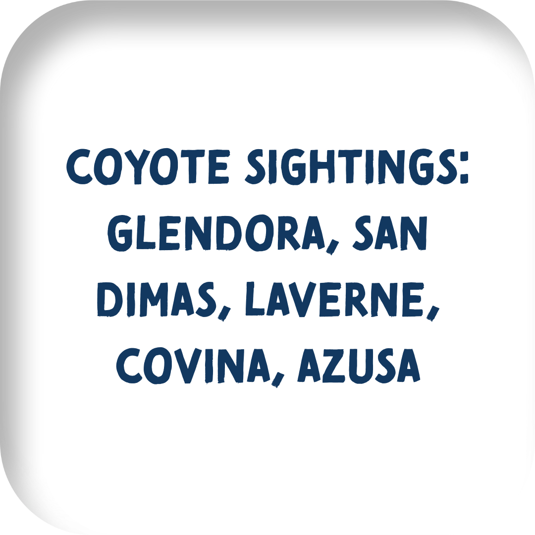 Coyote Sightings: Glendora, san dimas, laverne, covina, azusa