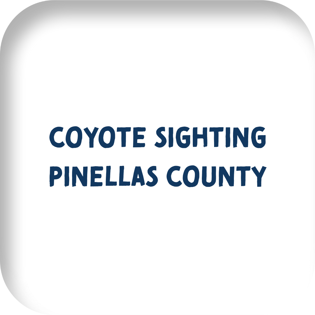 Coyote Sighting Pinellas County