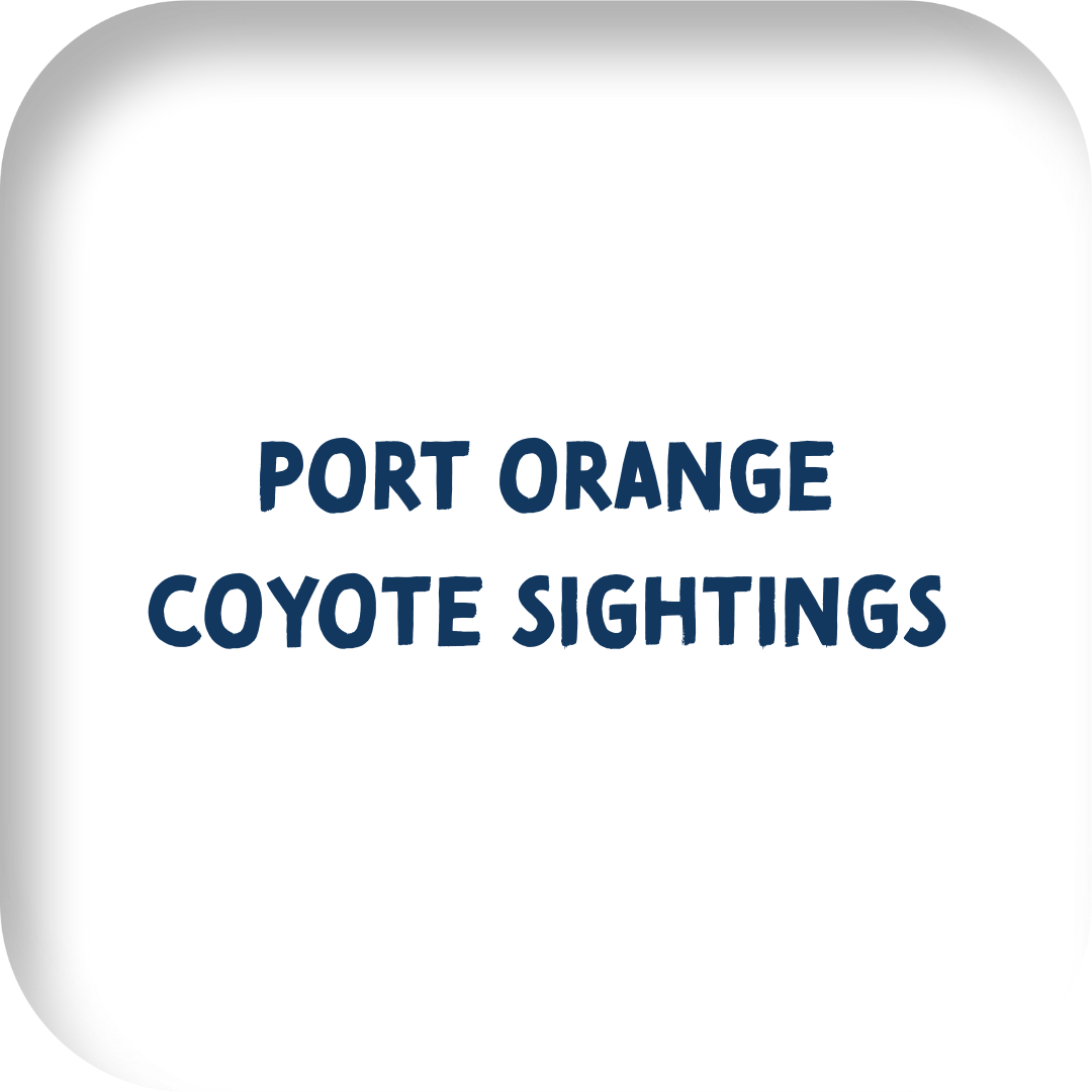 port orange coyote sightings 