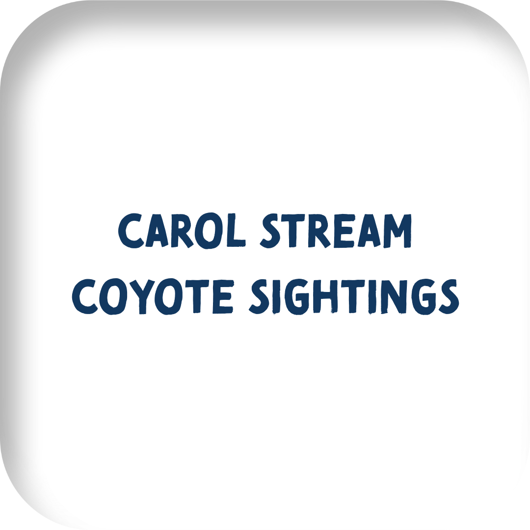 carol stream coyote sightings