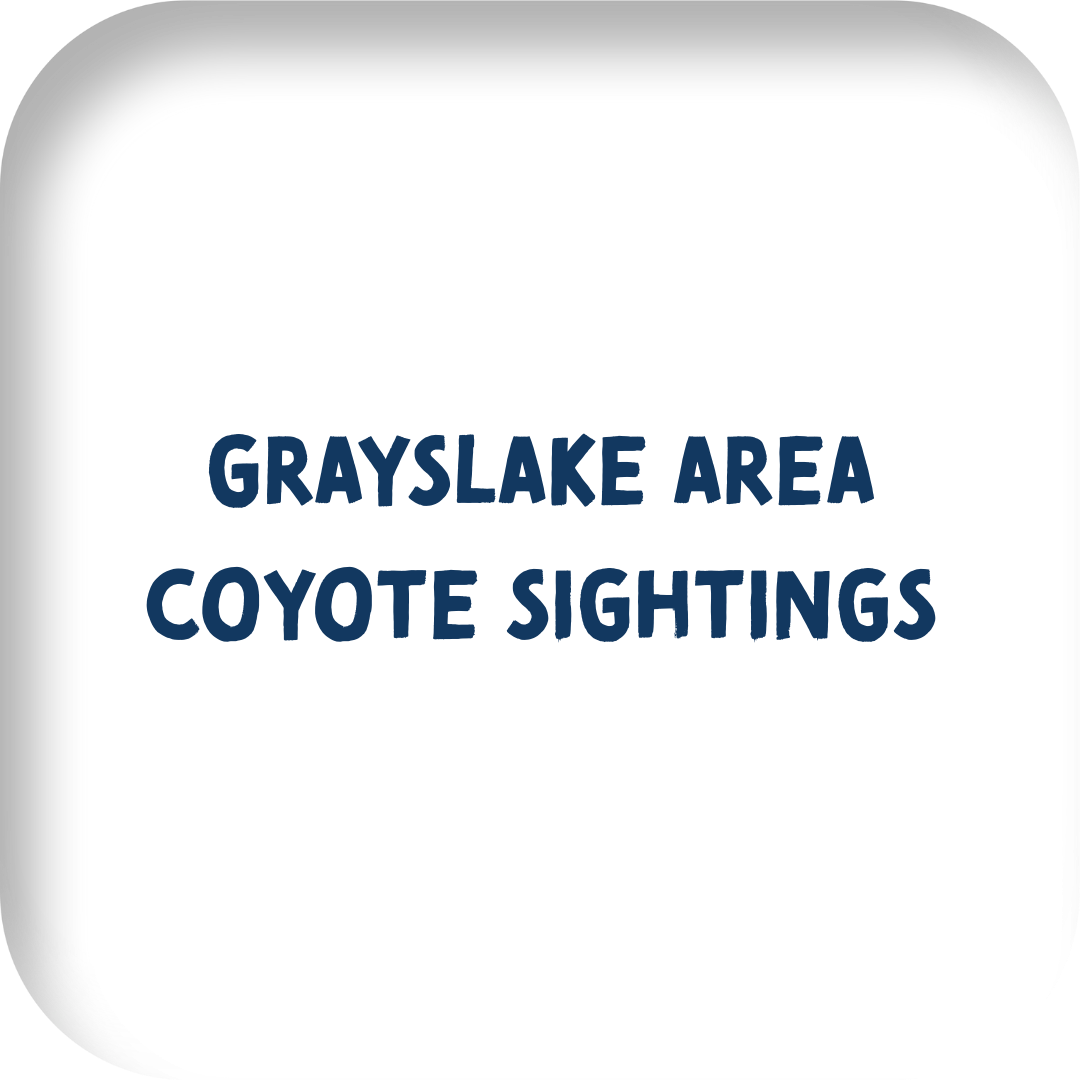 Grayslake Area Coyote Sightings