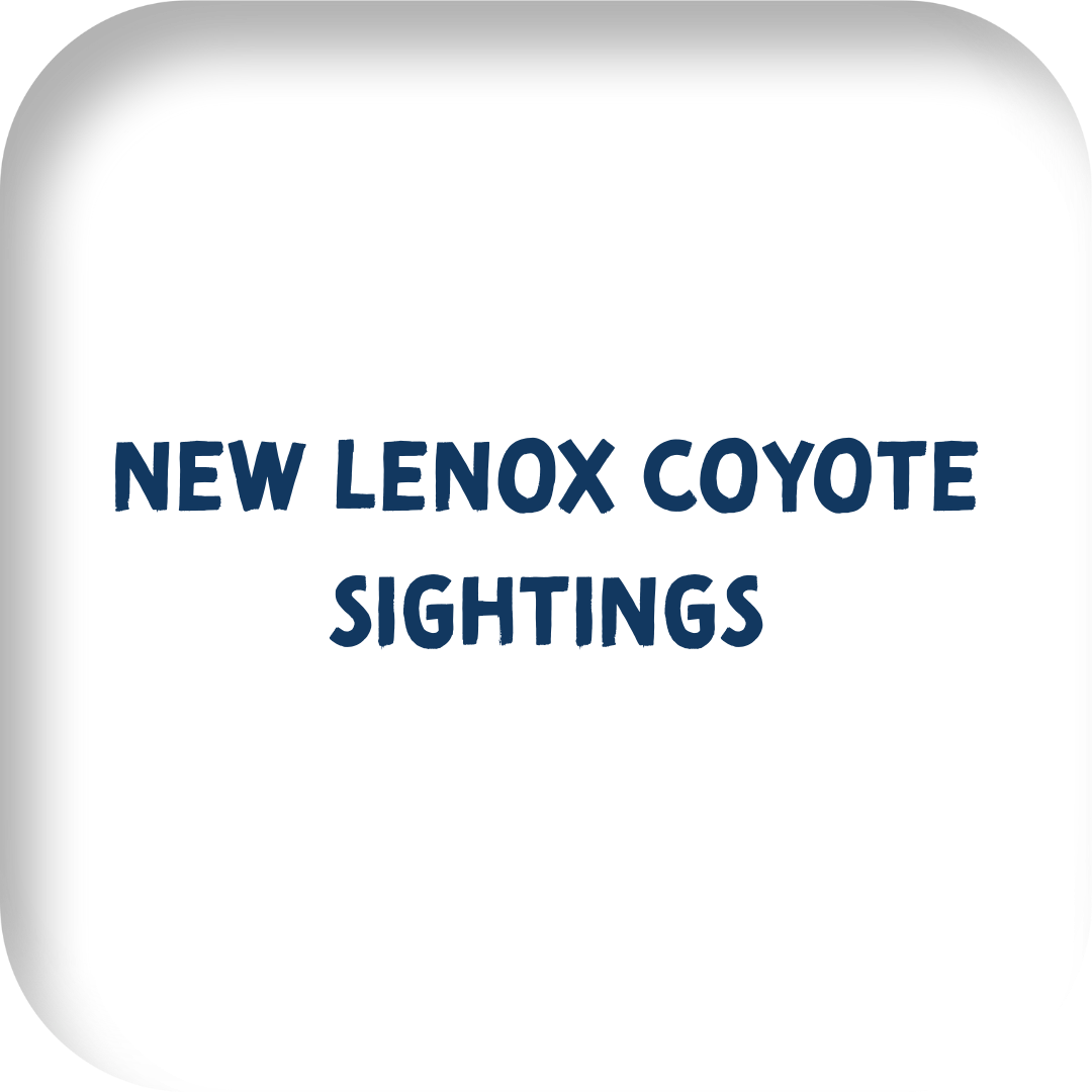 New Lenox Coyote Sightings