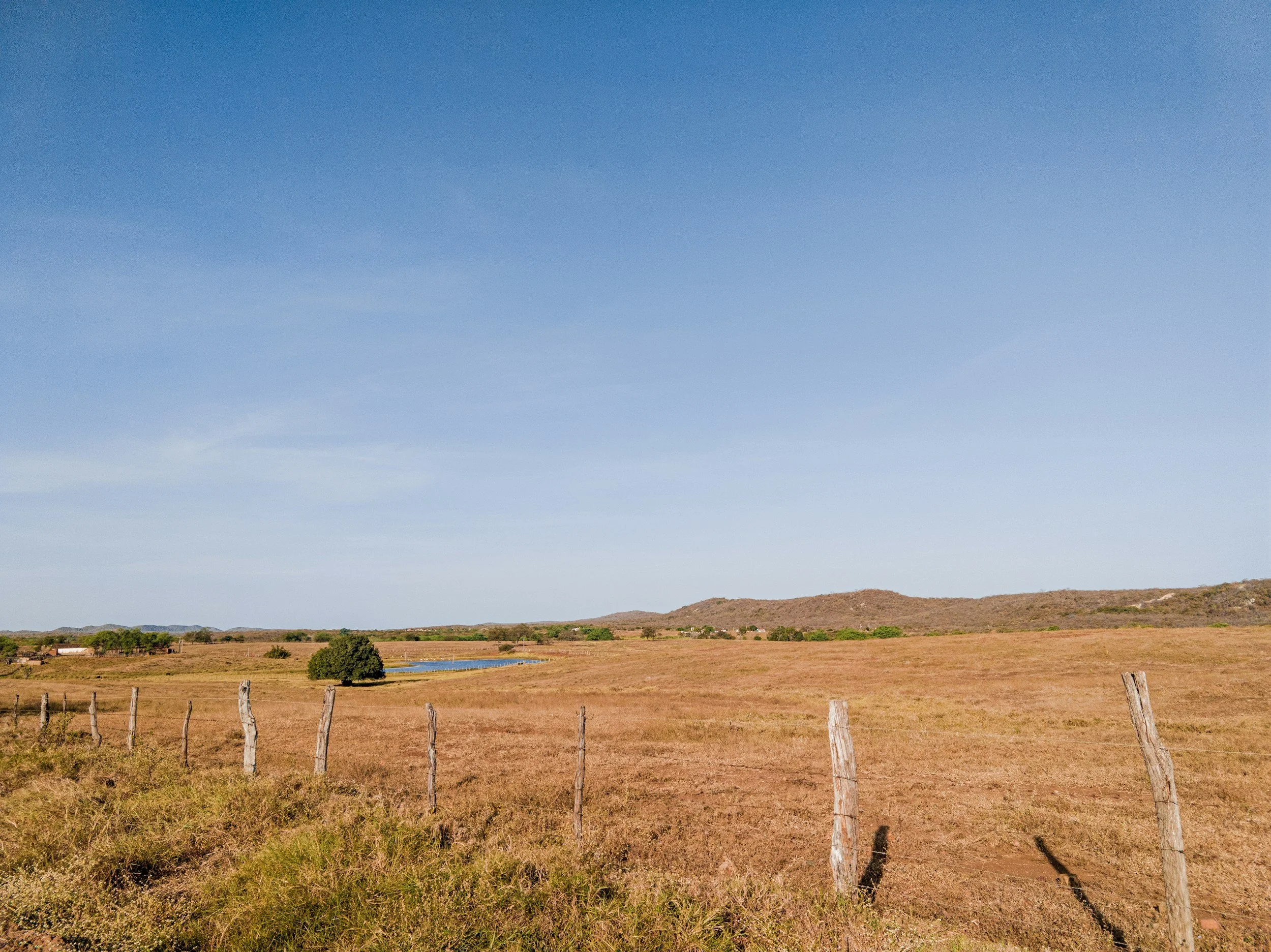 Grassland field, with a rustic fence.