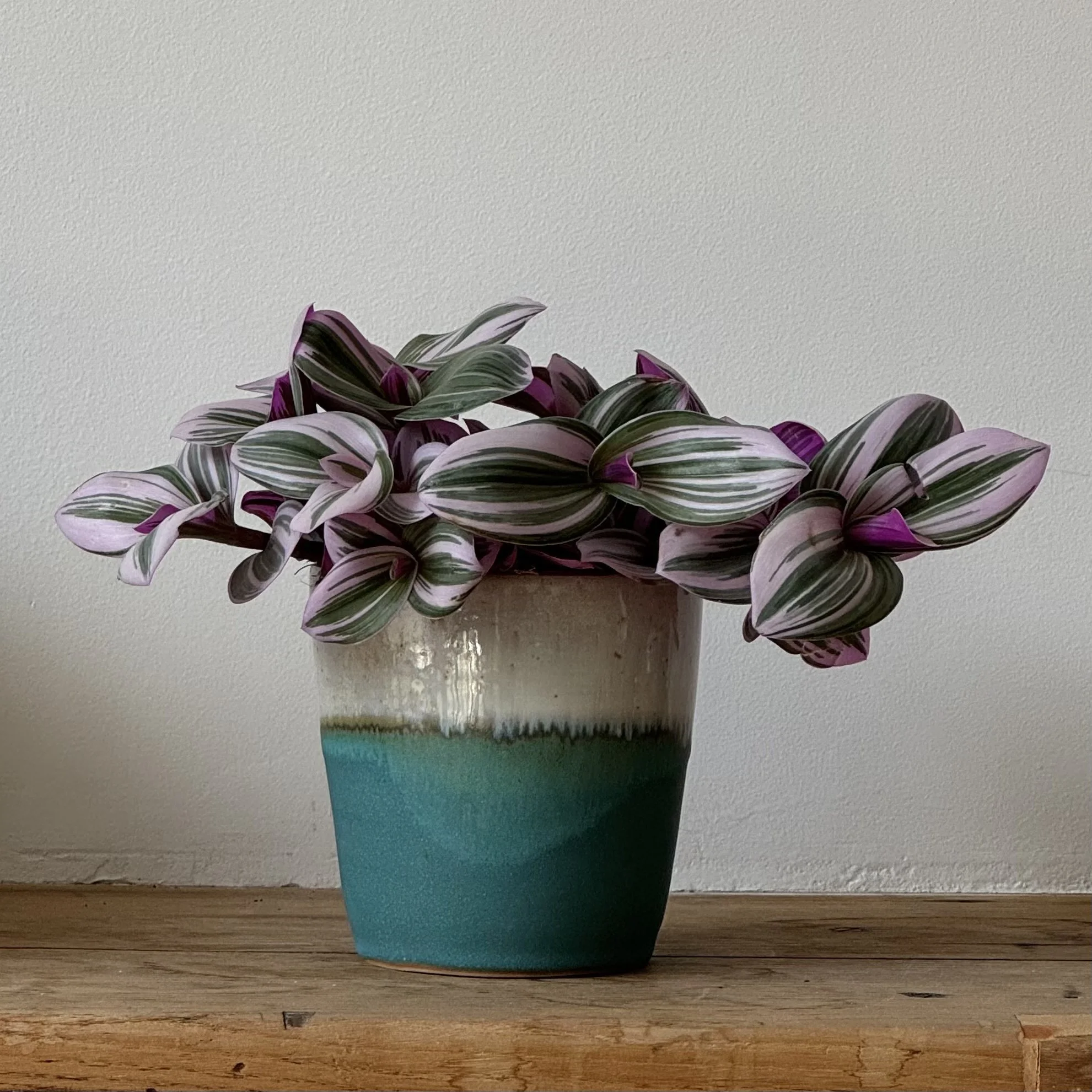 Une plante en pot à feuilles vertes et violettes, placée sur une surface en bois, contre un mur blanc