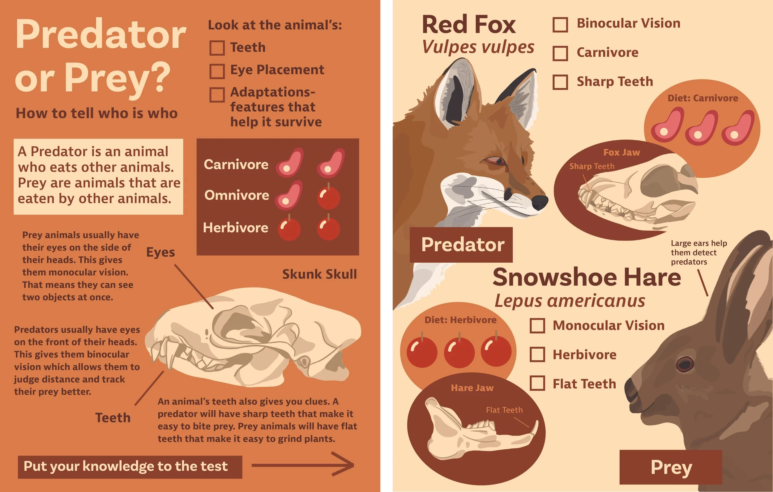 Predator or Prey Magazine Spread (Digital)