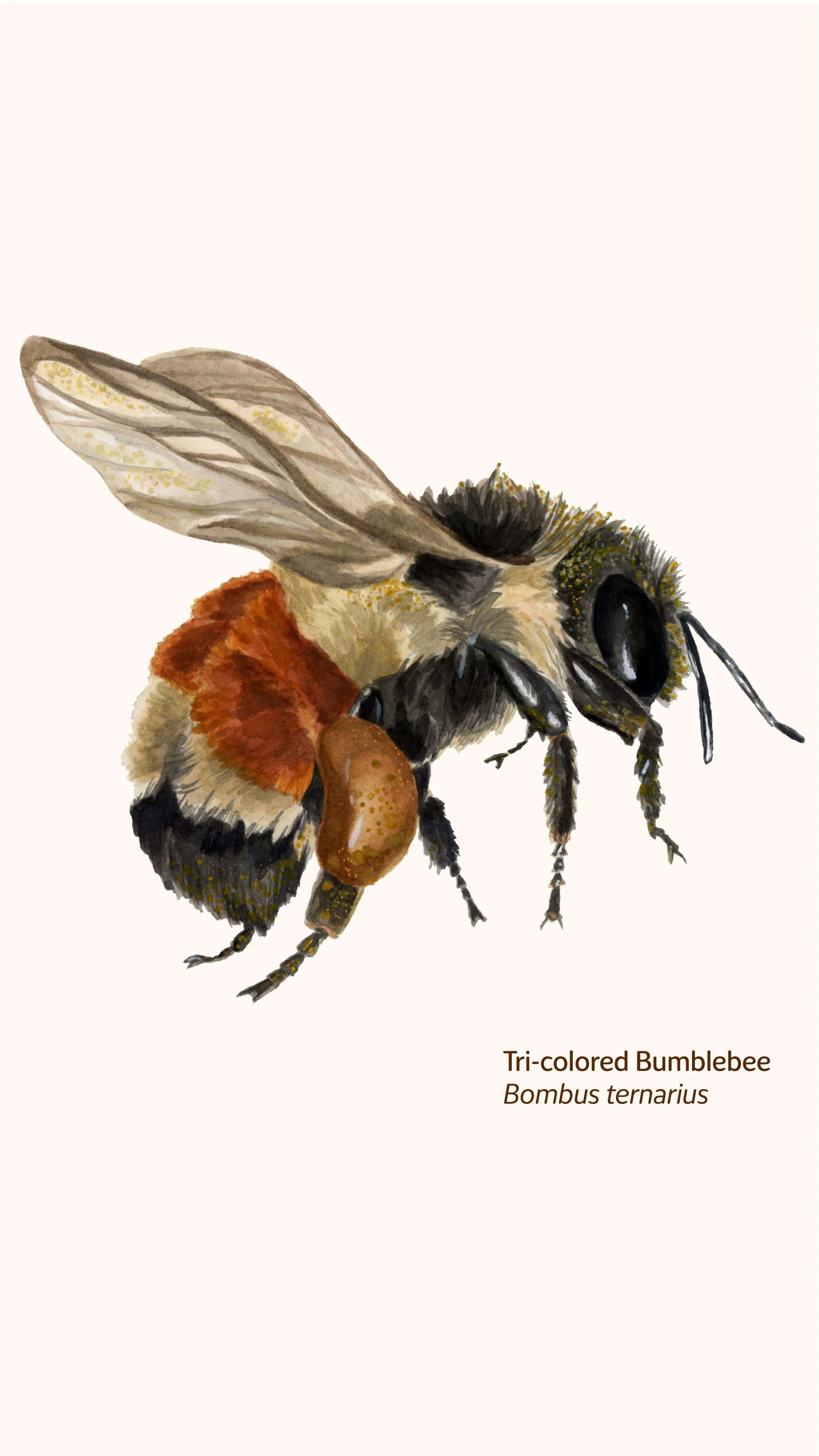 Painting 419 Native Bees!