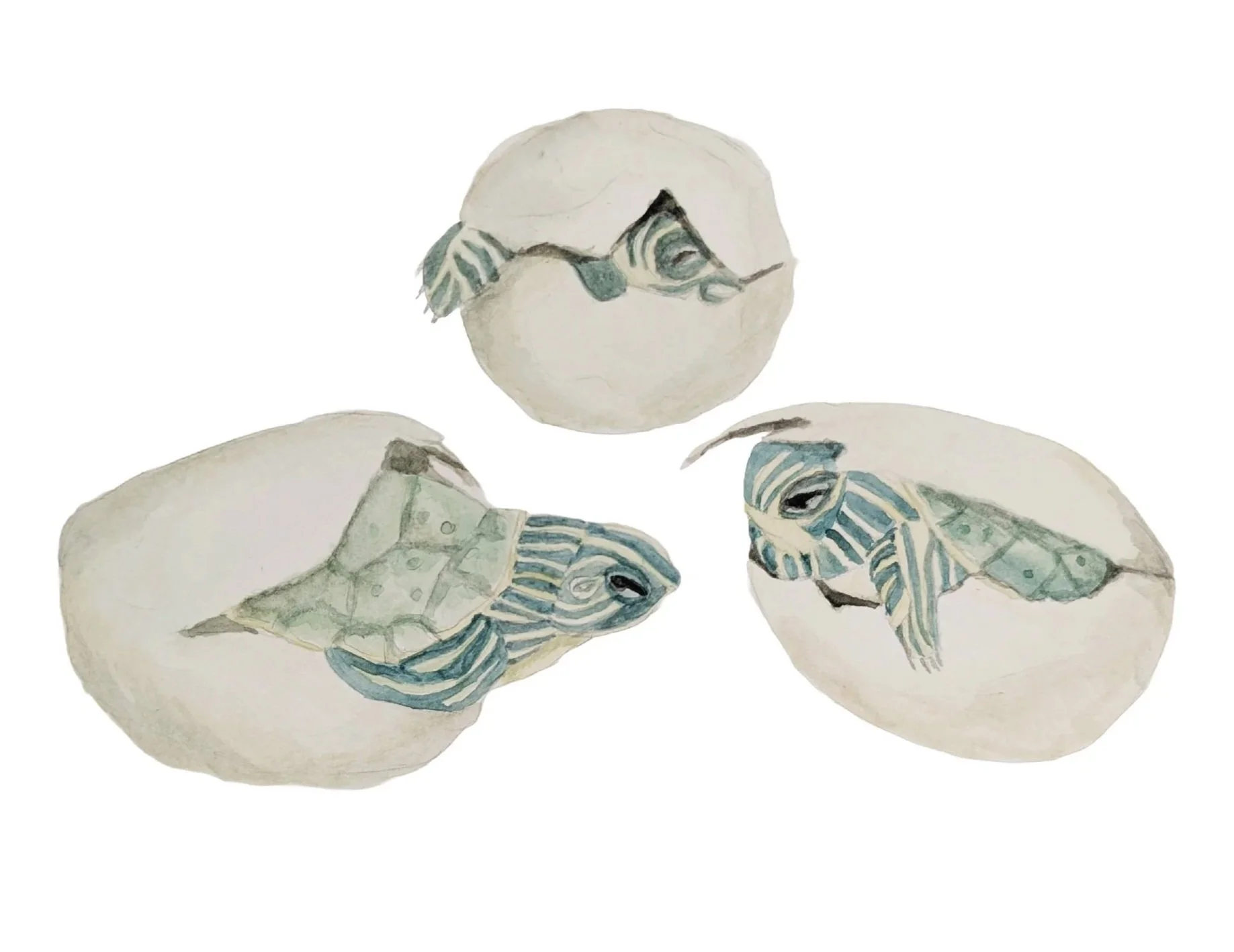 Hatching Map Turtles (Gouache) 