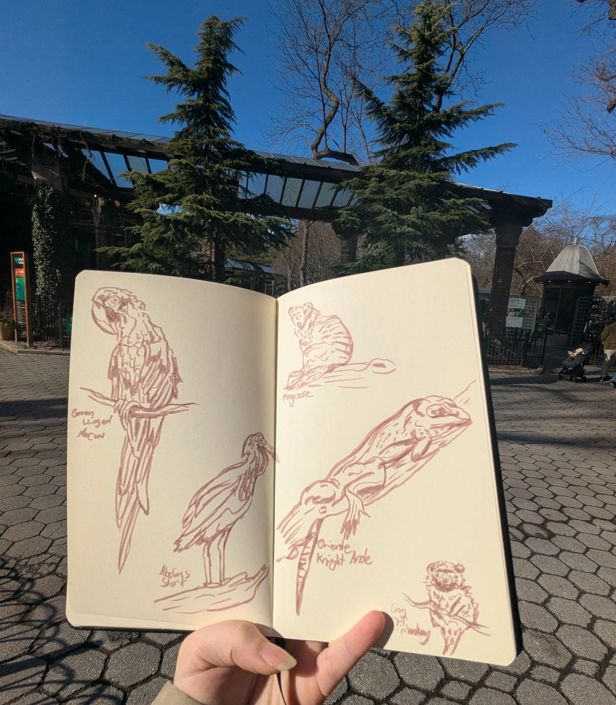 Sketchbook page from Central Park Zoo