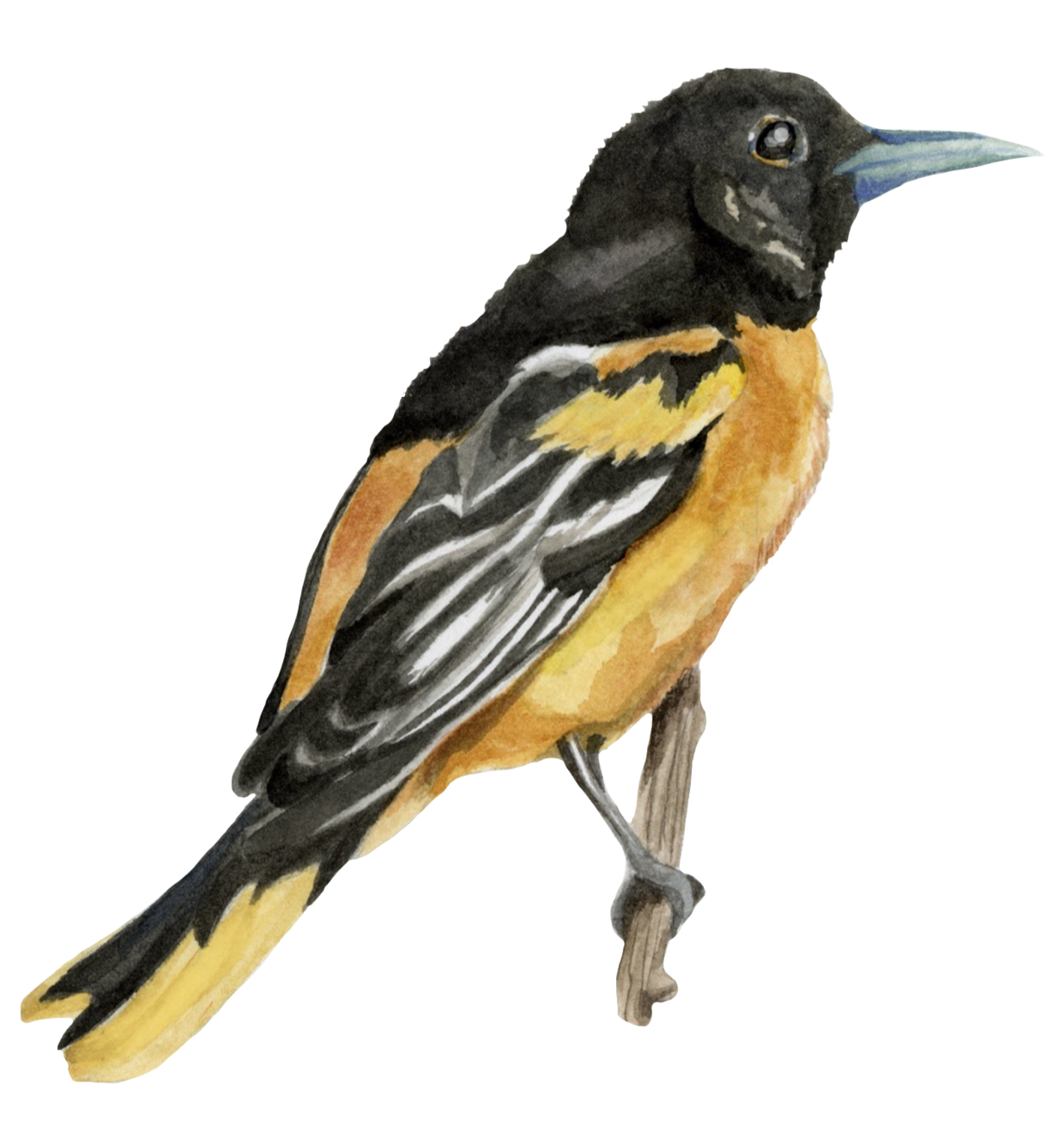 Baltimore Oriole