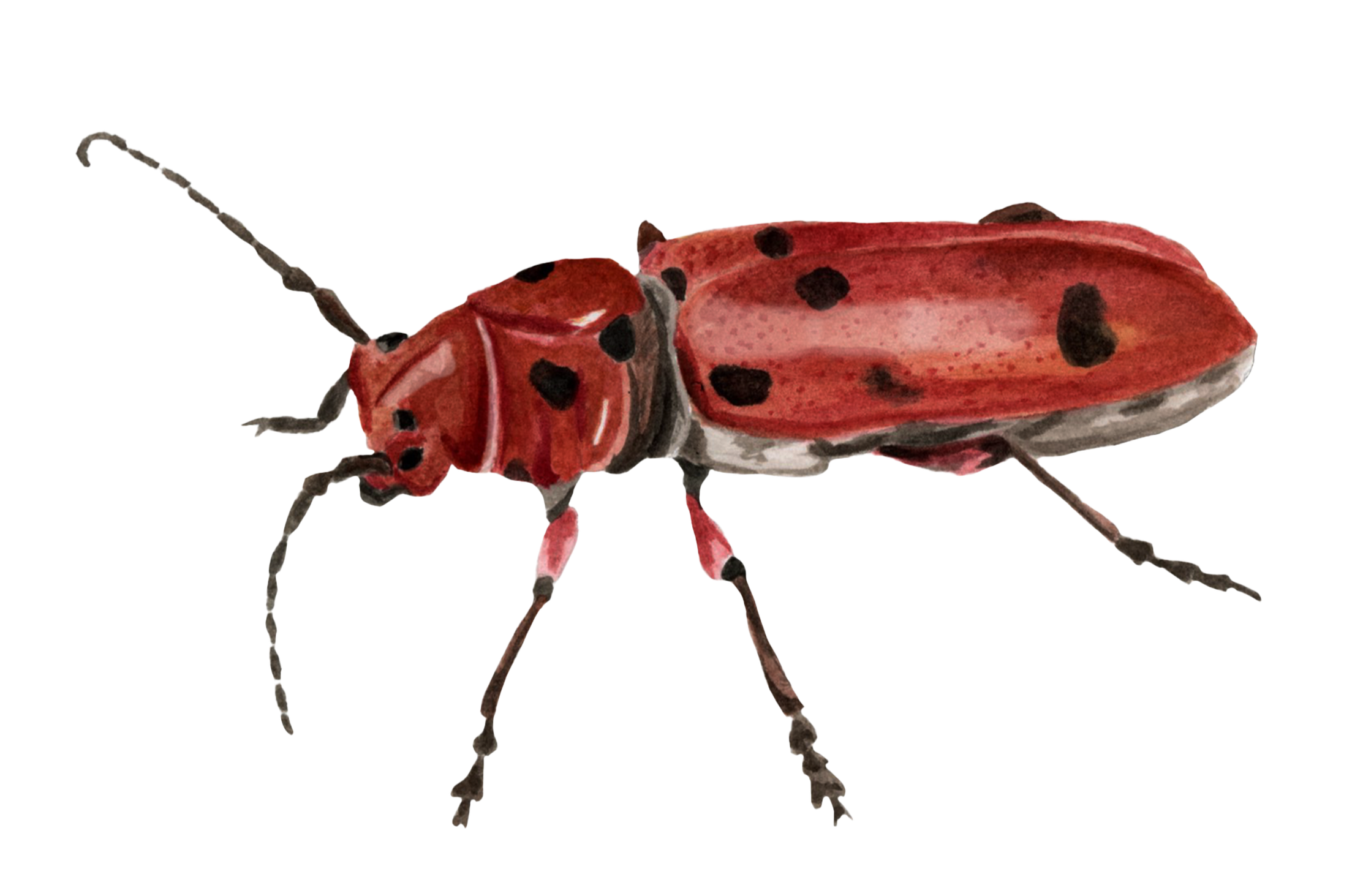Milkweed Beetle