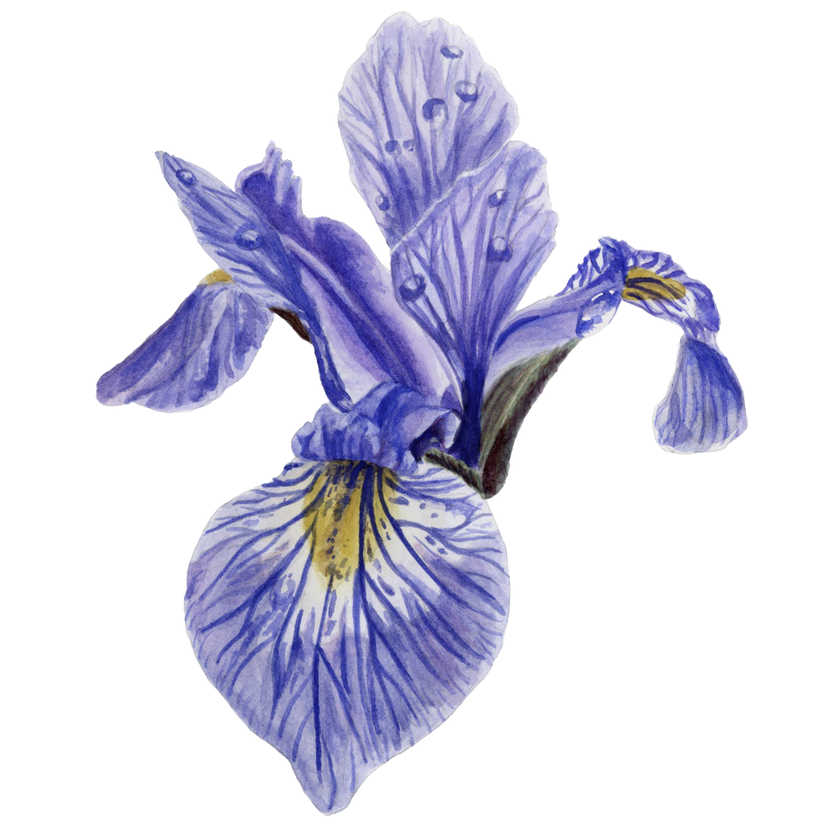 Blue Flag Iris