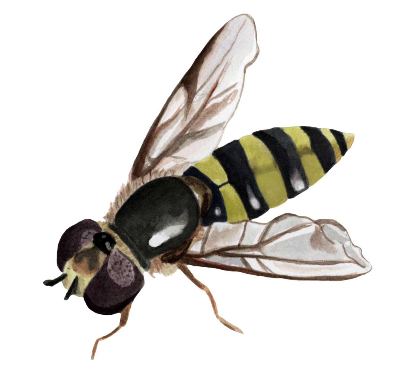 American Hoverfly