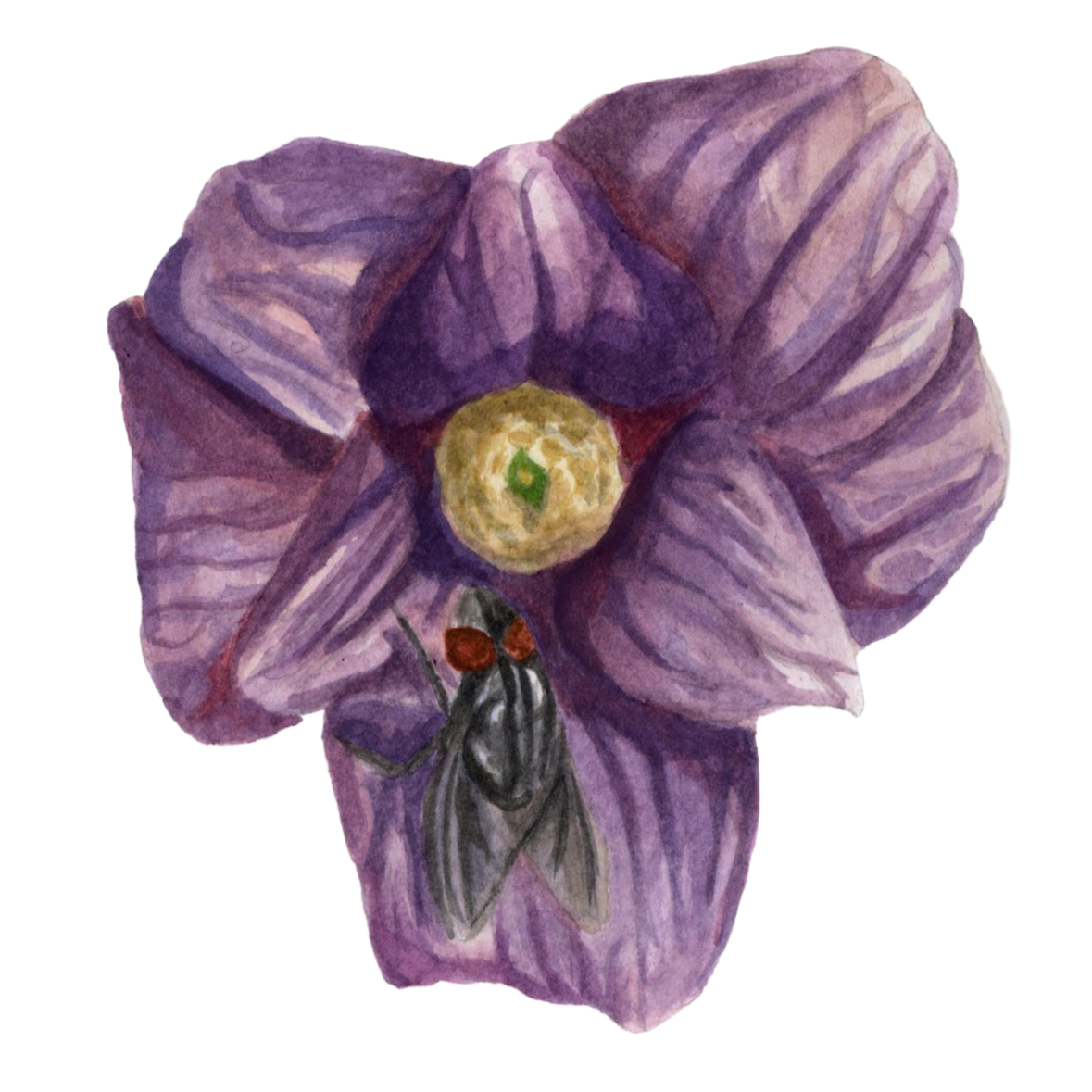 Paw Paw Flower and House Fly