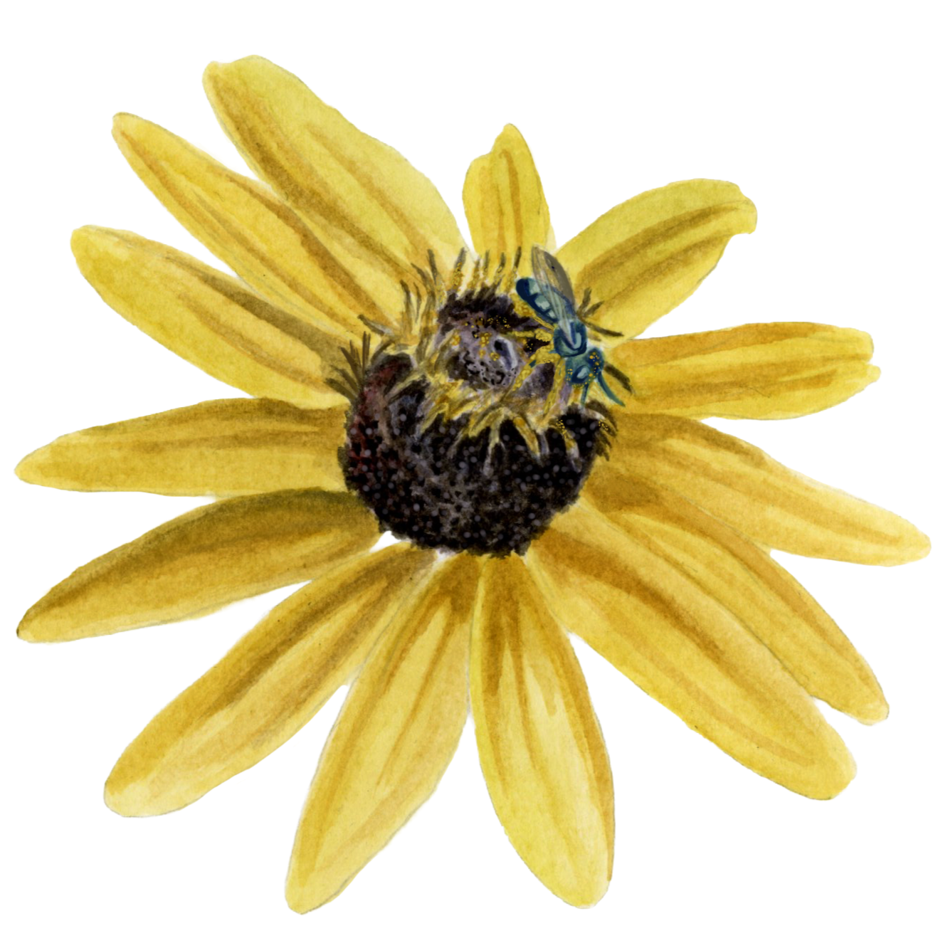 Black Eyed Susan and Sweat Bee