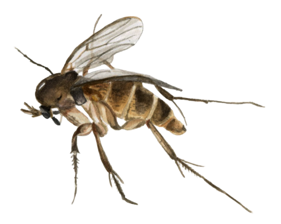 Fungus Gnat