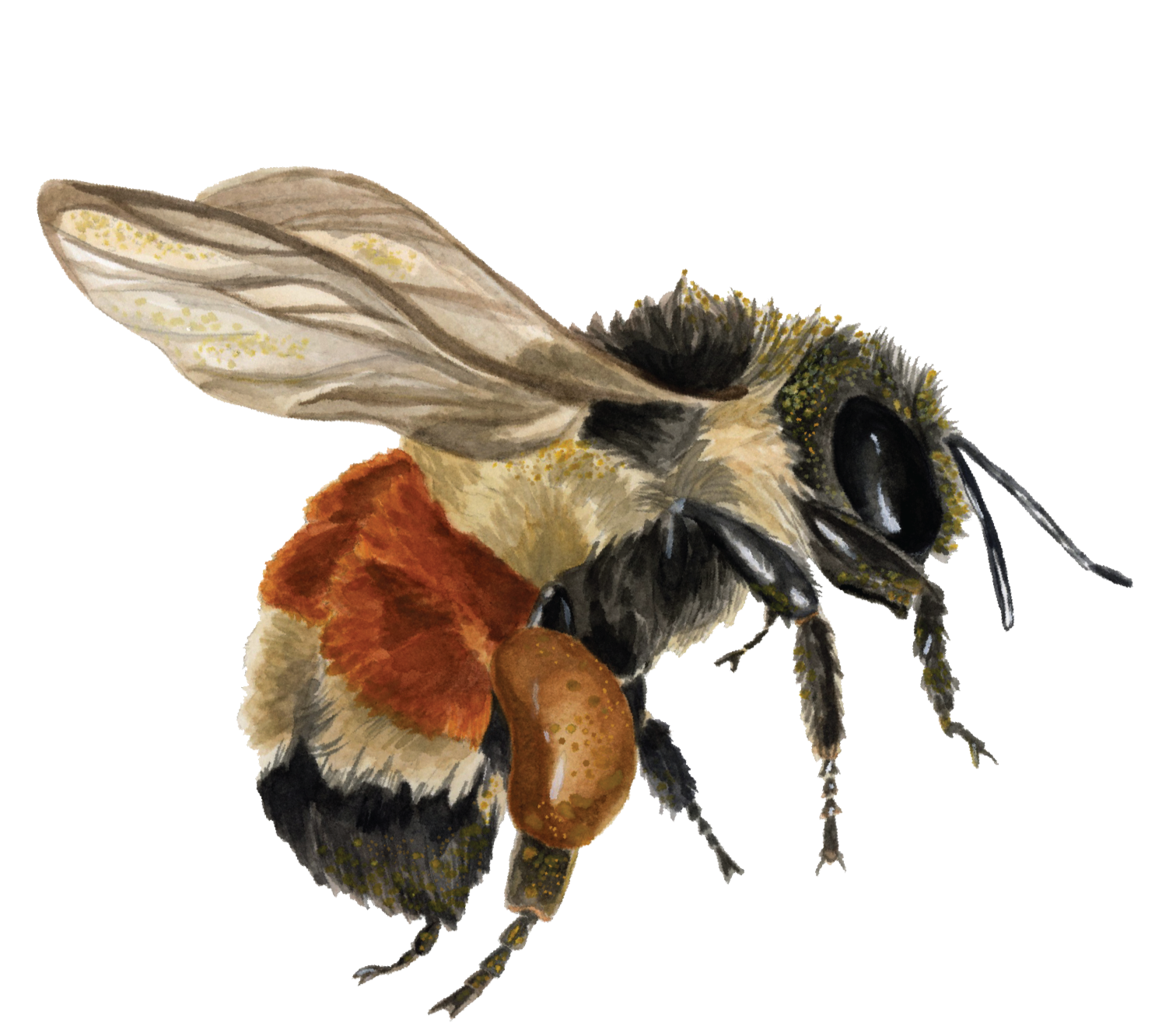 Tri-colored Bumblebee