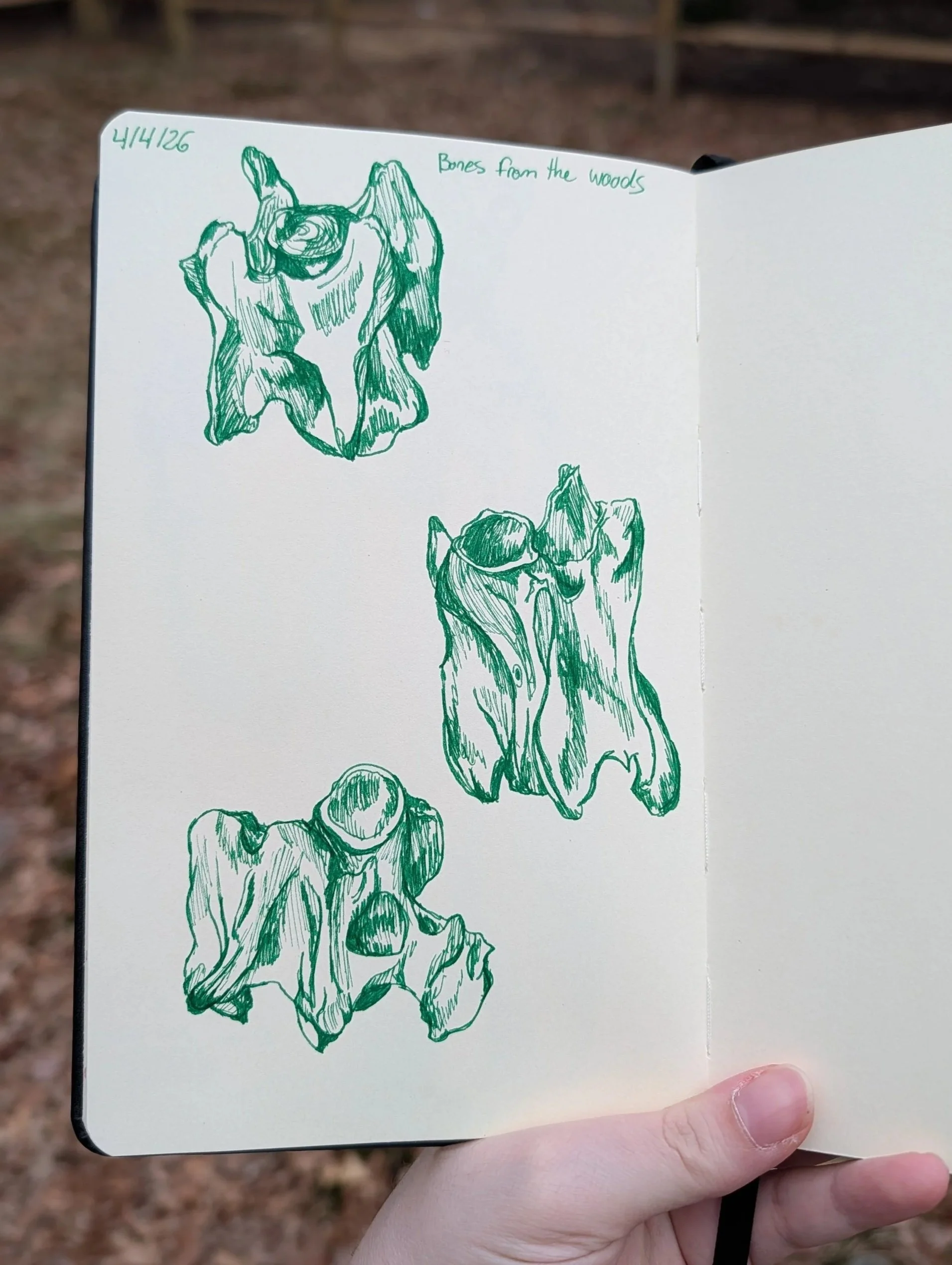 Deer vertebra 4/4/26