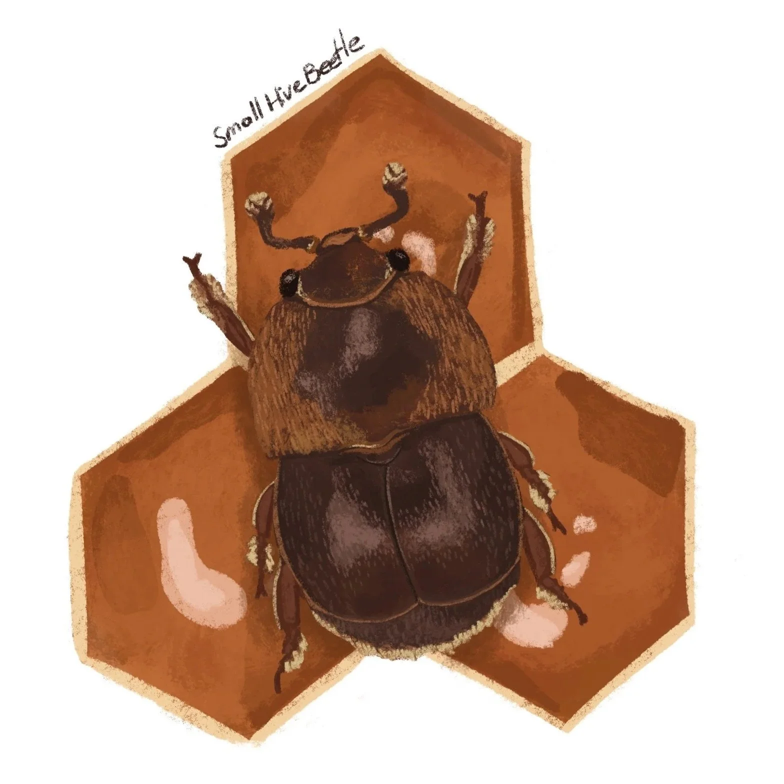 Digital Spot Illustration for Beetles are Everywhere