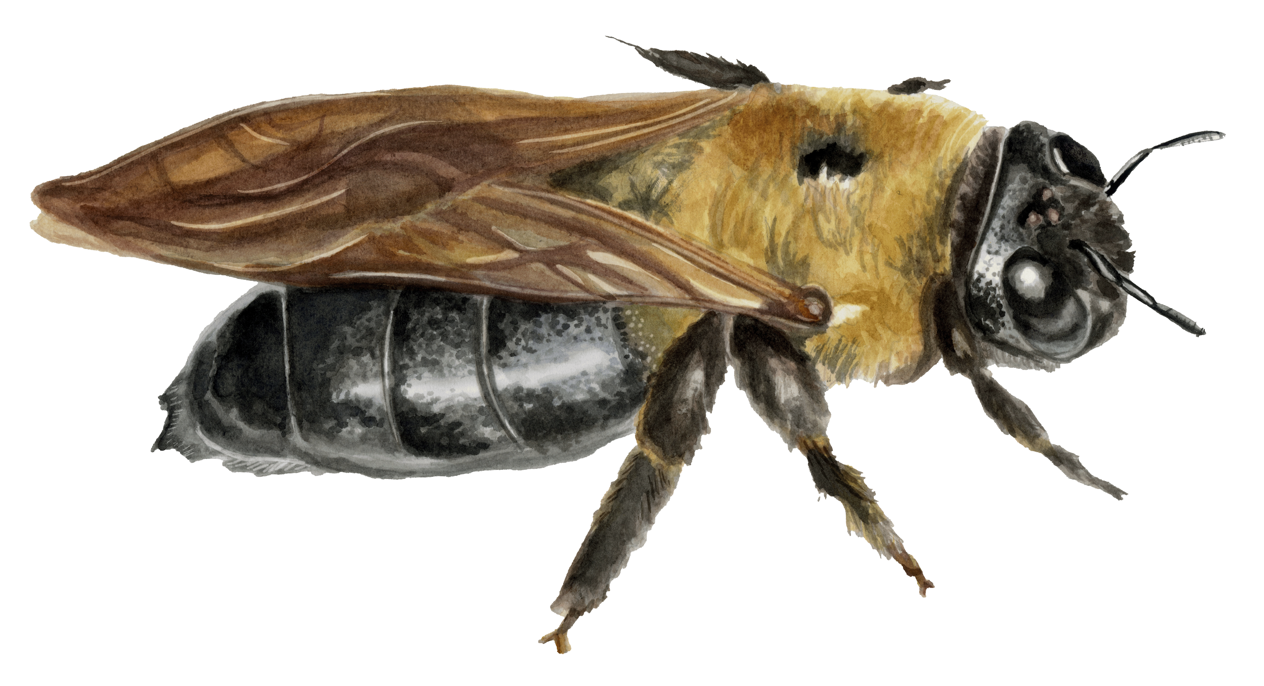 Eastern Carpenter Bee
