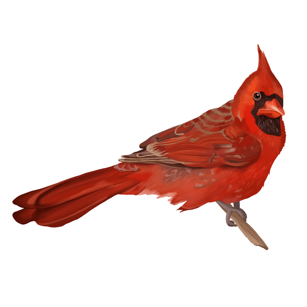 Cardinal.png