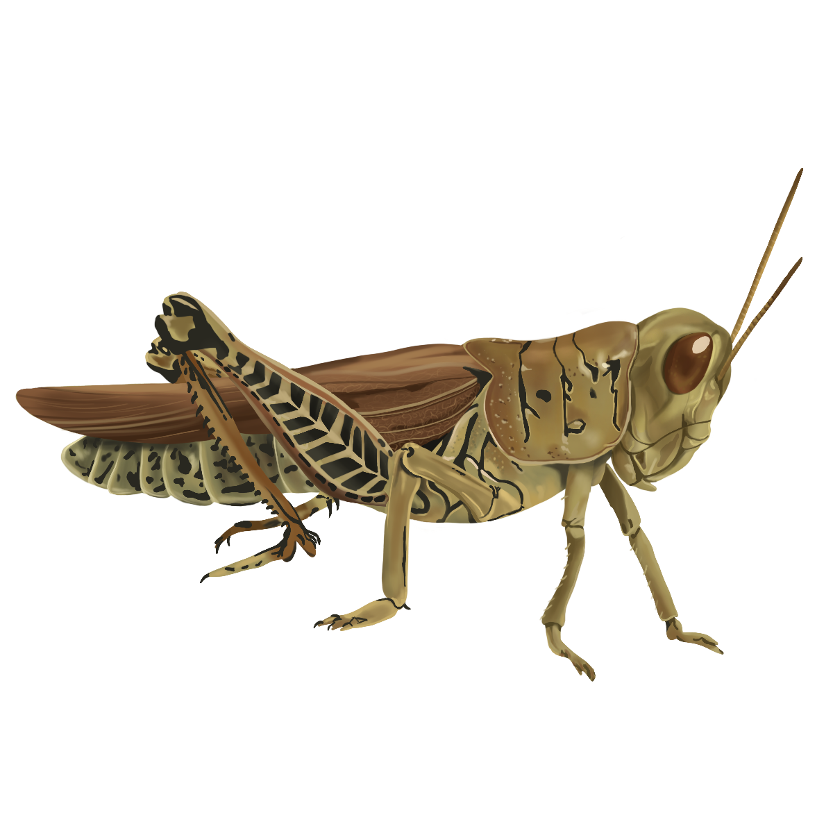 Grasshopper.png