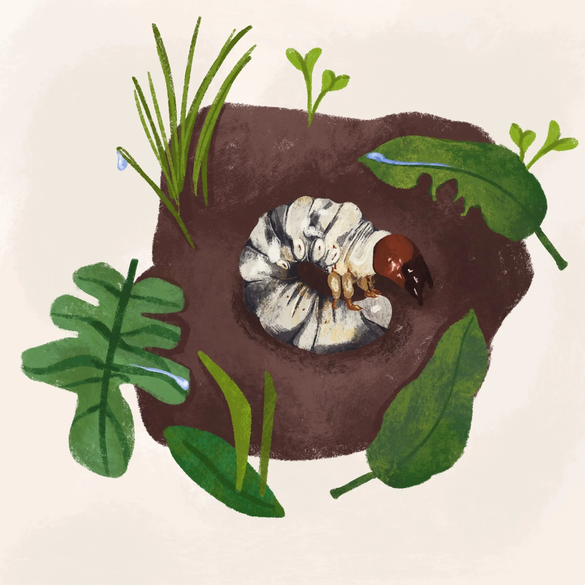 Digital Spot Illustration for Beetles are Everywhere