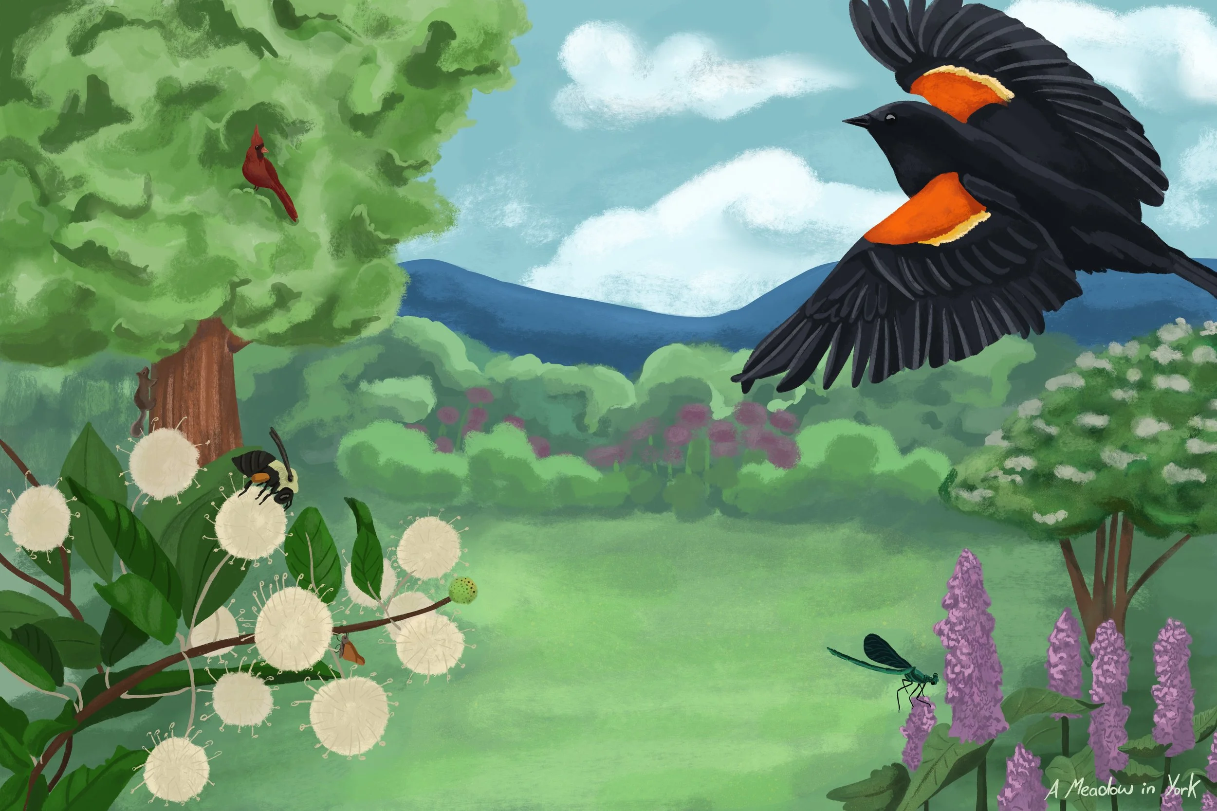Children's Illustration