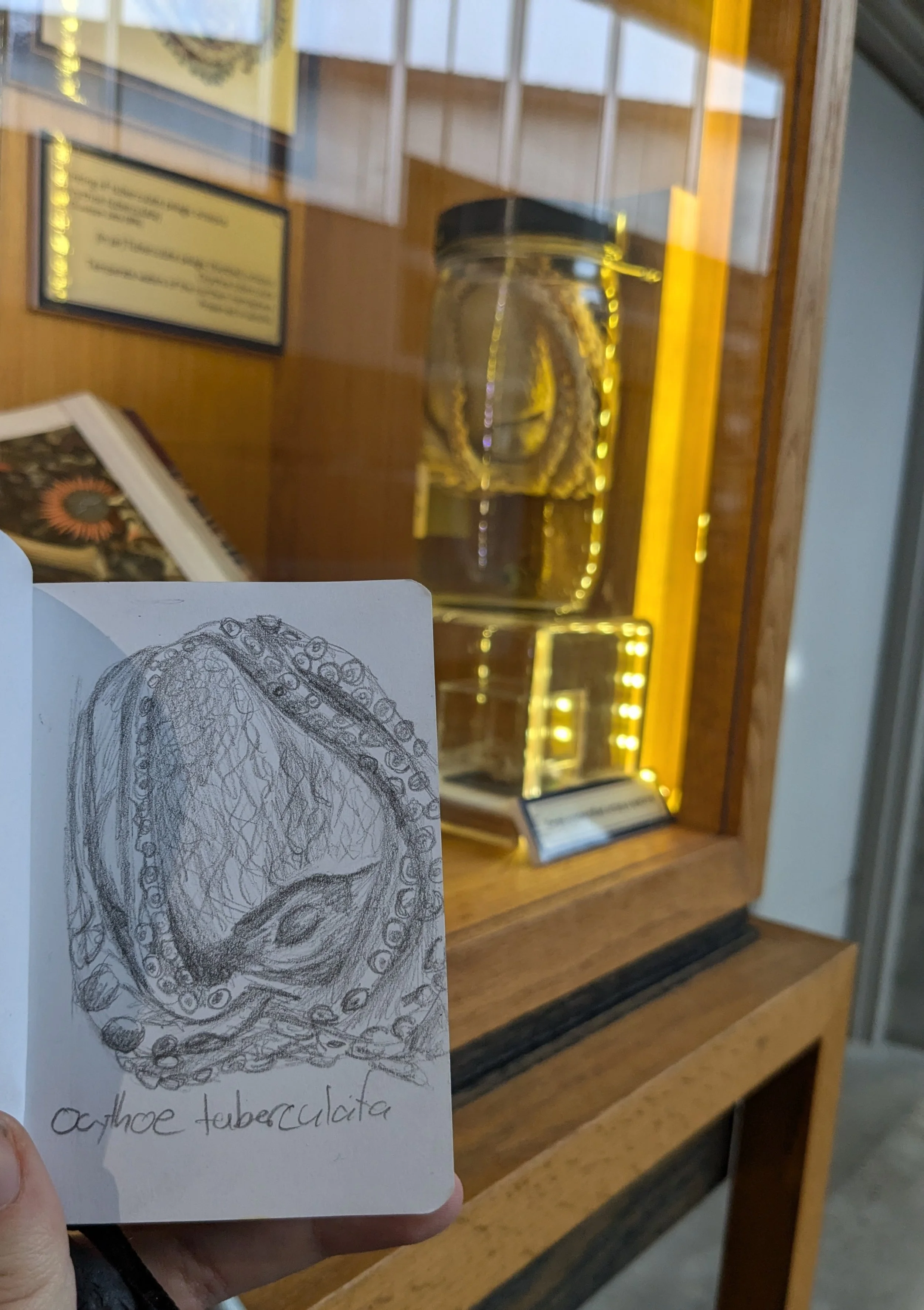 Museum of the Earth Specimen Drawing